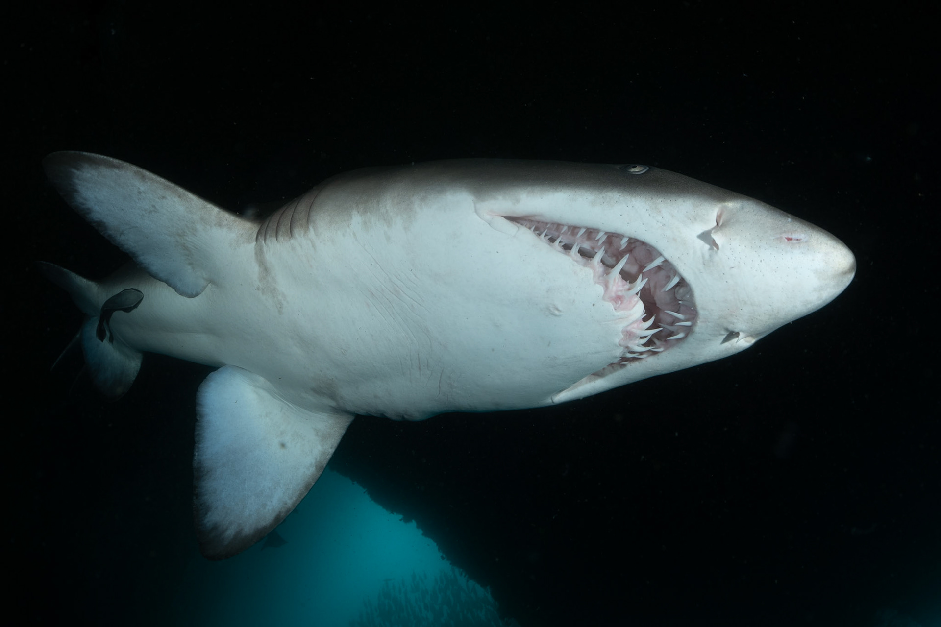 Greynurse Shark (Carcharias taurus Rafinesque) Sydney, Australia ¹⁄₁₂₅ sec at ƒ / 7.1, ISO-200 Depth -12.0 m Temp 20deg