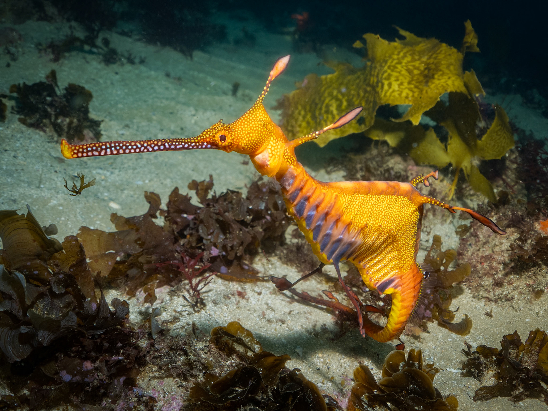 Weedy Sea Dragon (Phyllopteryx taeniolatus) Sydney, Australia ¹⁄₁₆₀ sec at ƒ / 6.3, ISO-200 Depth -24.0 m Temp 20deg