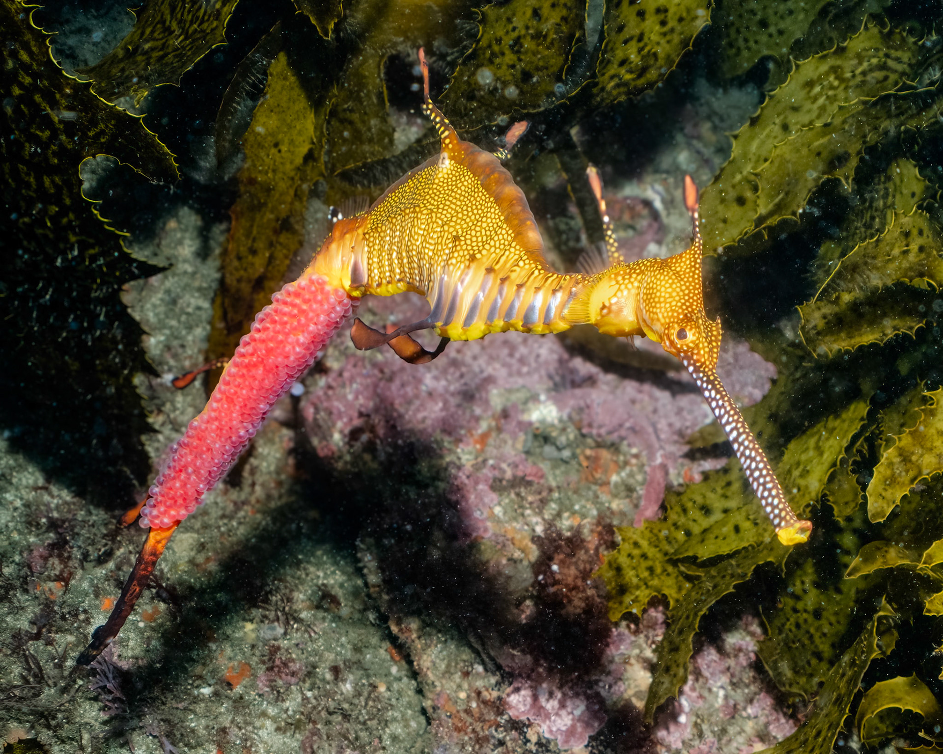 Weedy Sea Dragon (Phyllopteryx taeniolatus) Sydney, Australia Depth -11.0 m Temp 16deg1/100 sec f/7.1 ISO 200