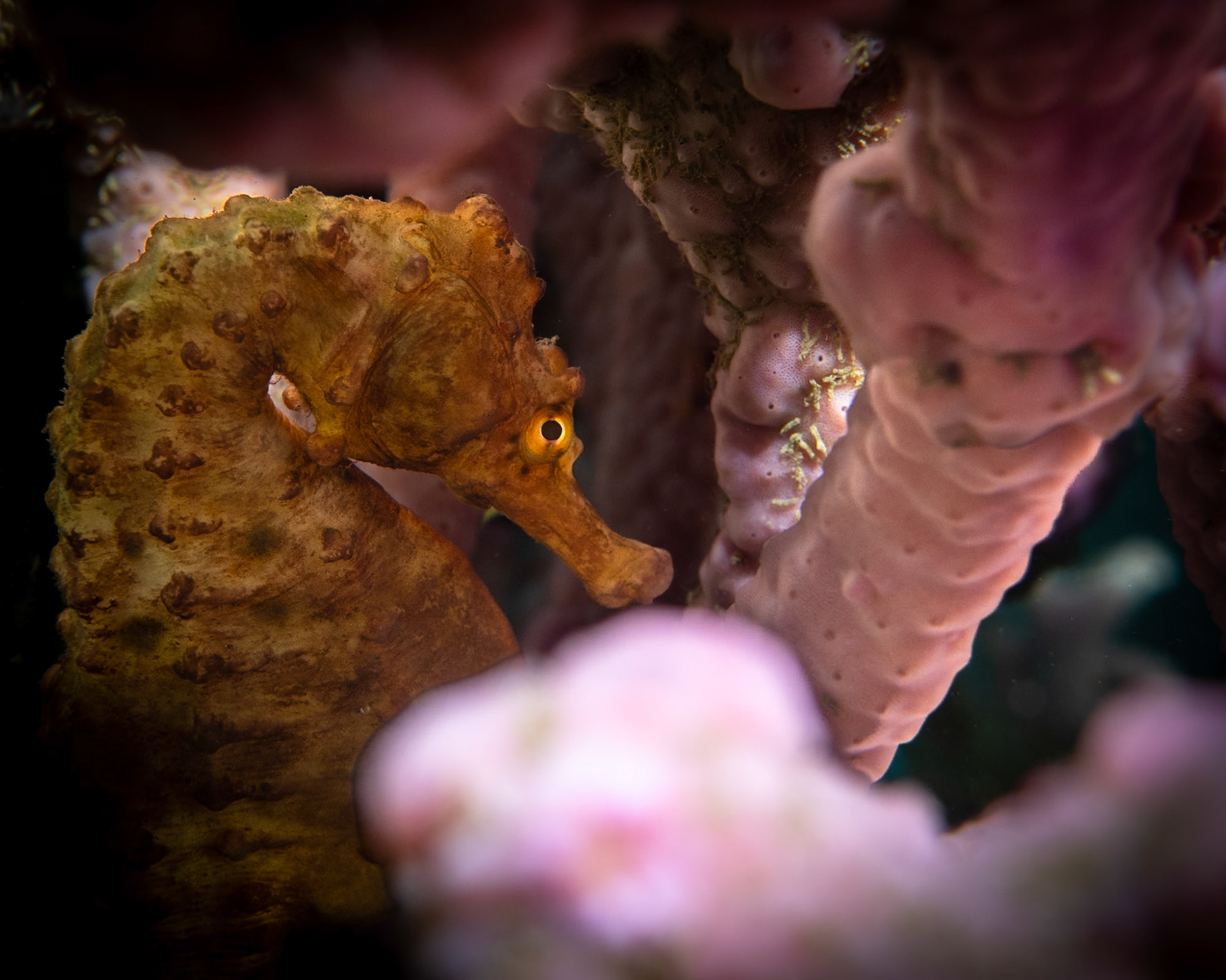 Bigbelly Seahorse (Hippocampus abdominalis) Sydney, Australia ¹⁄₁₂₅ sec at ƒ / 6.3, ISO-200 Depth -12.0 m Temp 19deg