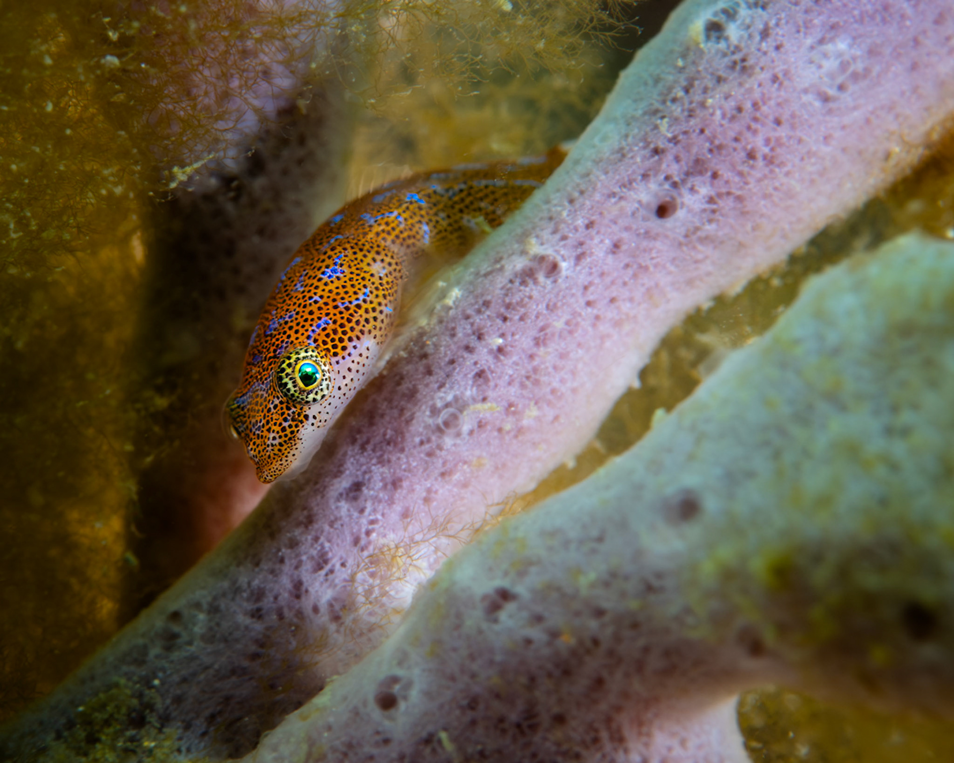 Eastern Cleaner Clingfish (Cochleoceps orientalis) Clifton Gardens, Sydney, Australia Depth -4.0 m Temp 22deg1/80 sec f/9 ISO 200
