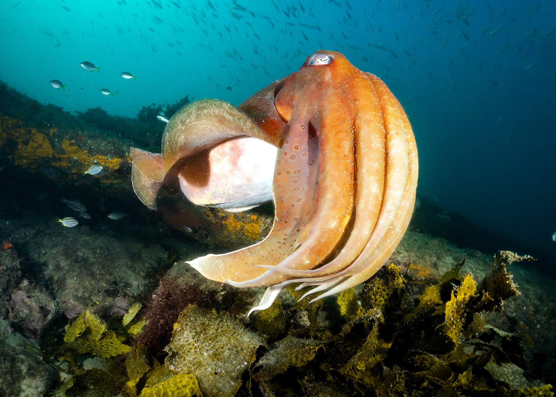 Giant Cuttlefish (Ascarosepion apama) Sydney, Australia Depth -10.0 m Temp 23deg1/160 sec f/8 ISO 200