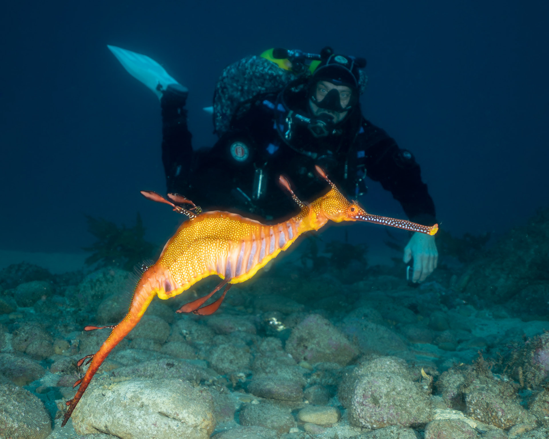 Weedy Sea Dragon (Phyllopteryx taeniolatus) Sydney, Australia Depth -22.0 m Temp 18deg1/125 sec f/8 ISO 200