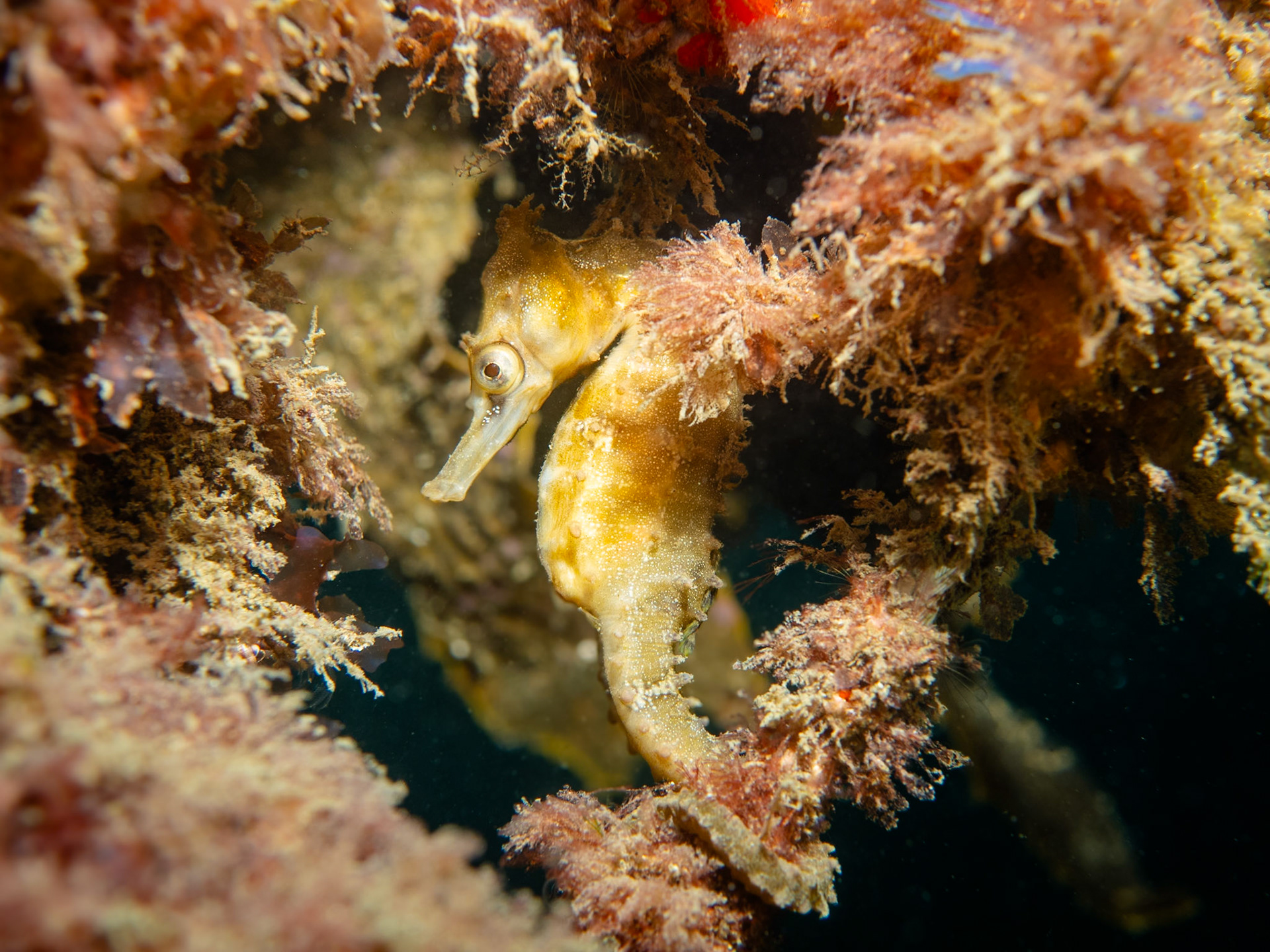 White's Seahorse (Hippocampus whitei) Sydney, Australialia Depth -4.0 m Temp 19deg1/125 sec f/7.1 ISO 200