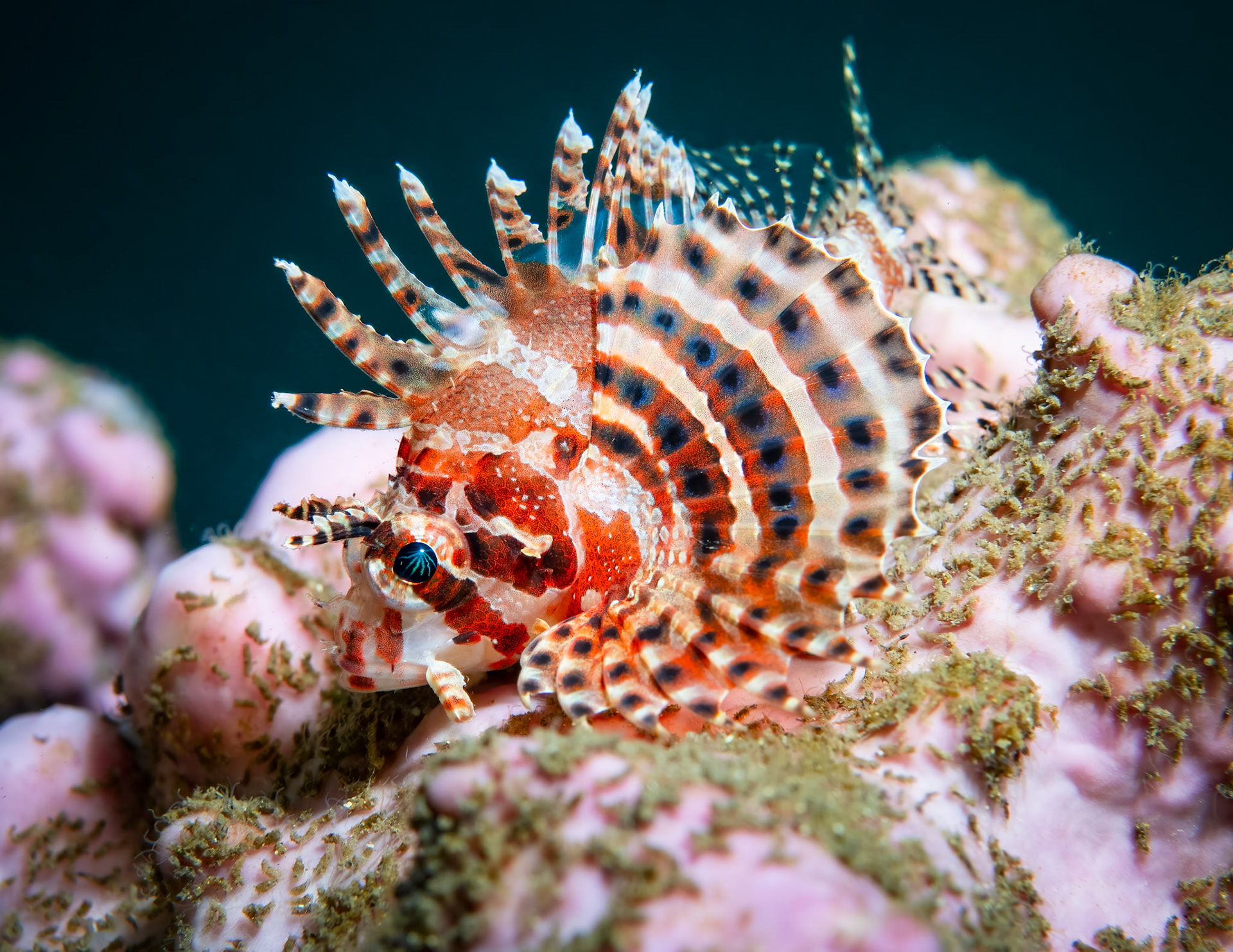 Dwarf Lionfish (Dendrochirus brachypterus) Sydney, Australia Depth Temp 19deg1/125 sec f/7.1 ISO 200