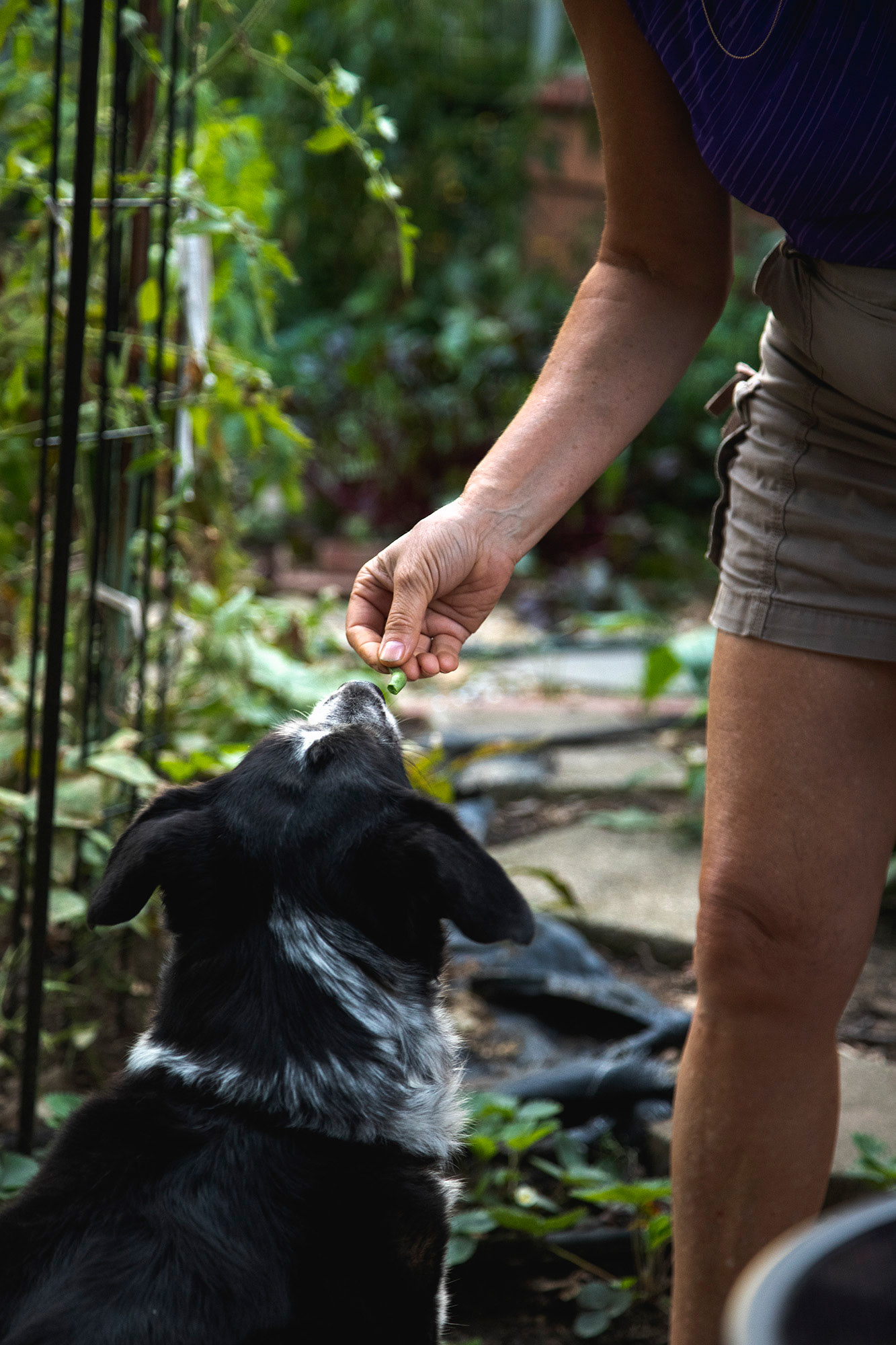 My dog, Samy, eats a green bean from Marie Boozer’s hand that was taken from Boozer’s garden. Samy likes to eat fresh green beans, but does not like to pull them off the vine to eat them.