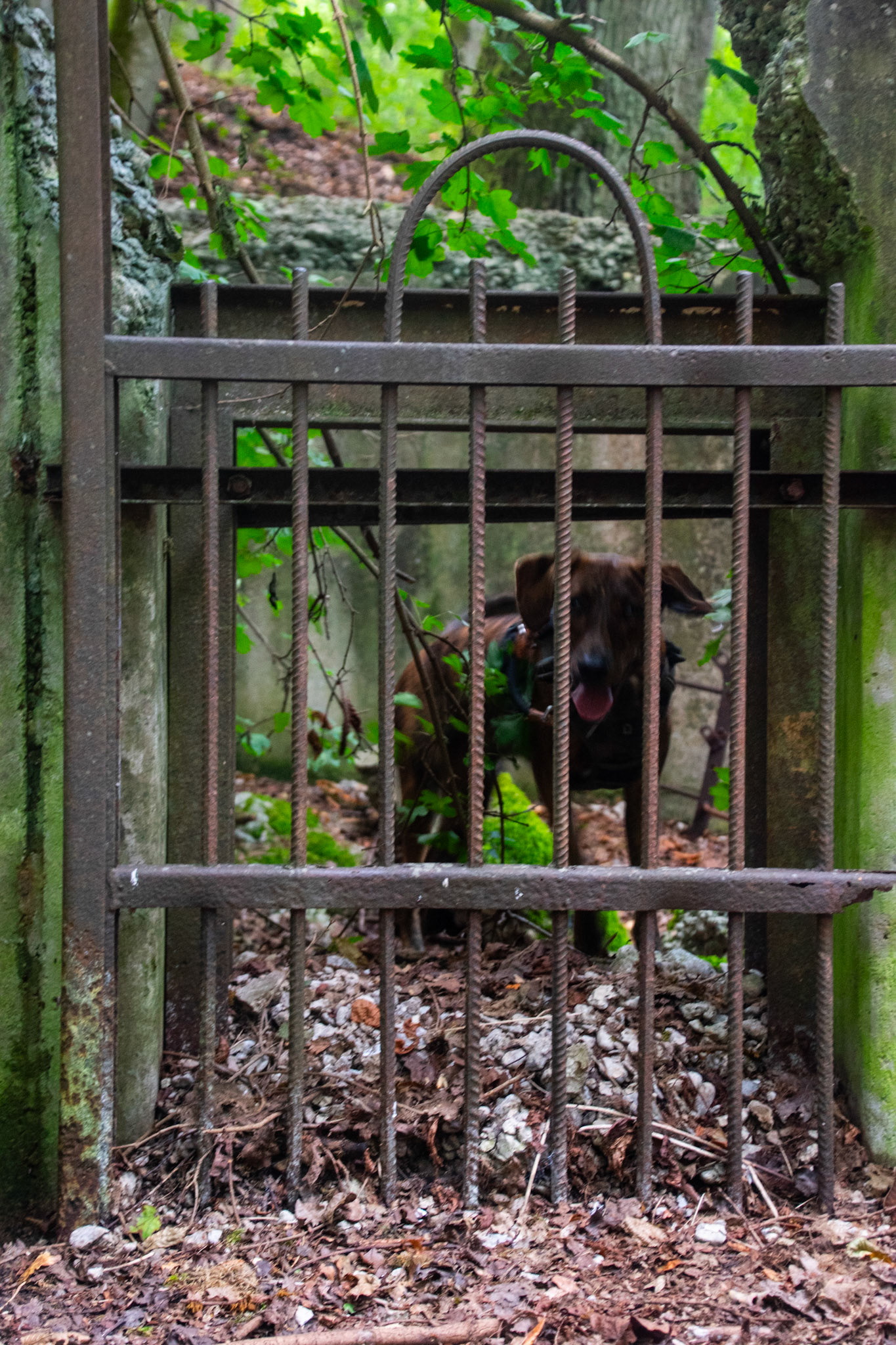 wir haben an diesem Tag ein kleines Abenteuer in die Vergangenheit unternommen. Der Zoo Tübingen wurde 1919 geschlossen. Die Ruinen die man dort heute noch antrifft sind also 100 Jahre alt. Spannend. Leo hat es sehr viel Spaß gemacht