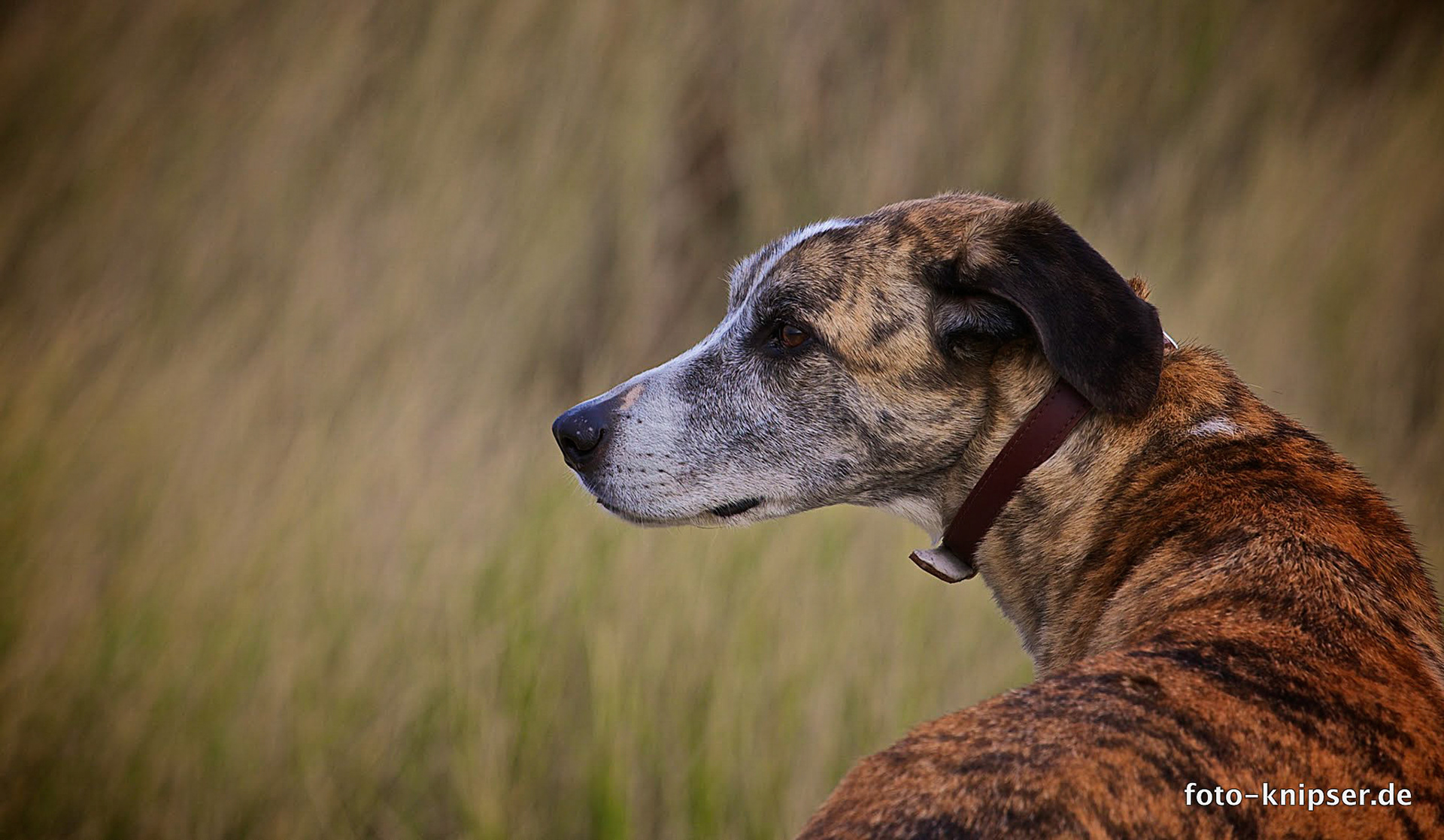 Tiger in den Dünen