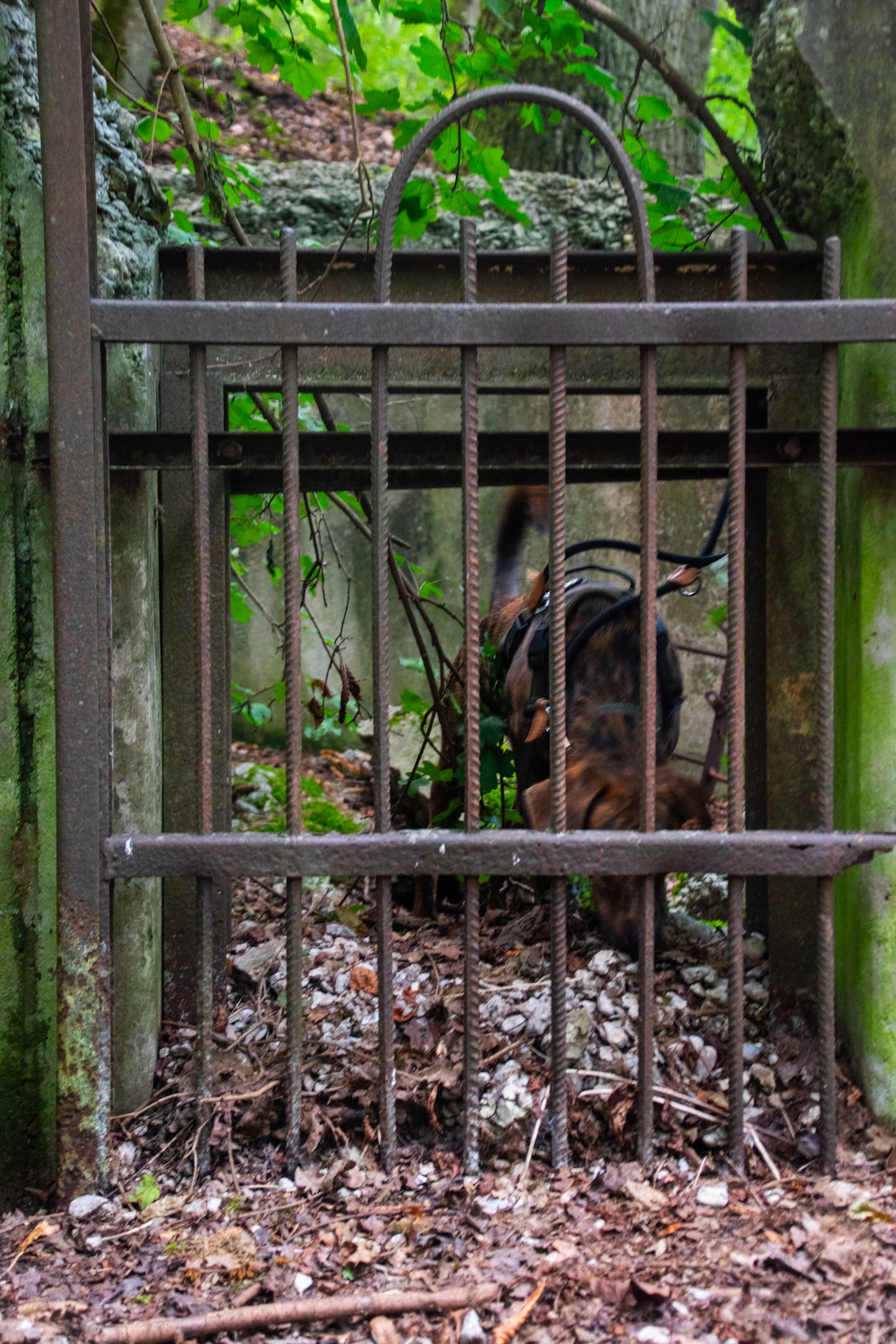 wir haben an diesem Tag ein kleines Abenteuer in die Vergangenheit unternommen. Der Zoo Tübingen wurde 1919 geschlossen. Die Ruinen die man dort heute noch antrifft sind also 100 Jahre alt. Spannend. Leo hat es sehr viel Spaß gemacht