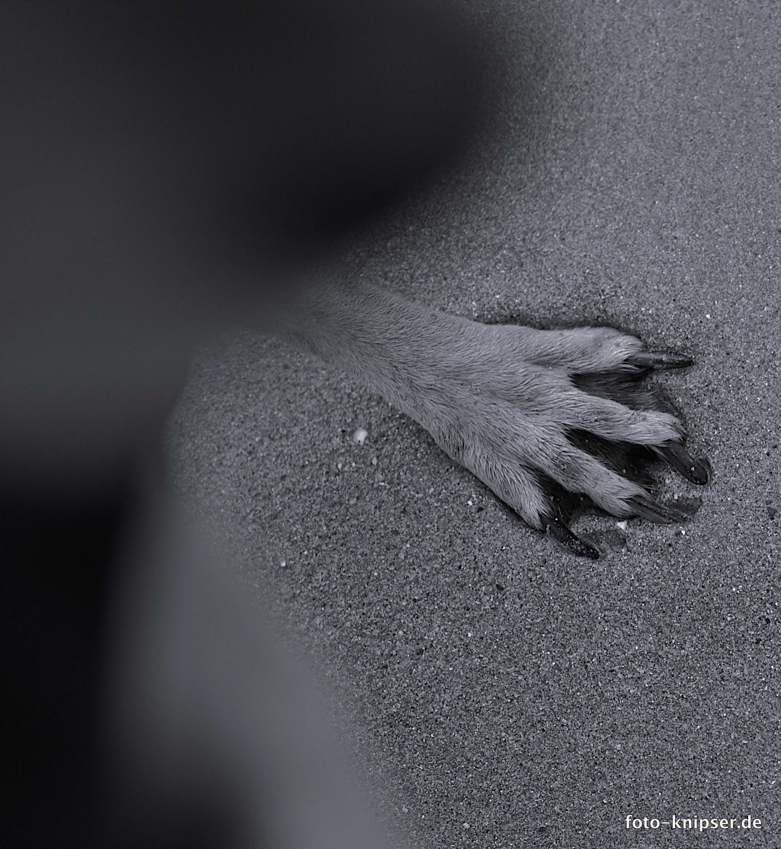 Kyo war am zweiten Tag nach der Ankunft sehr unsicher. Ständig springt sie bei Herrchen hoch und bettelt um Heimkehr ;-)