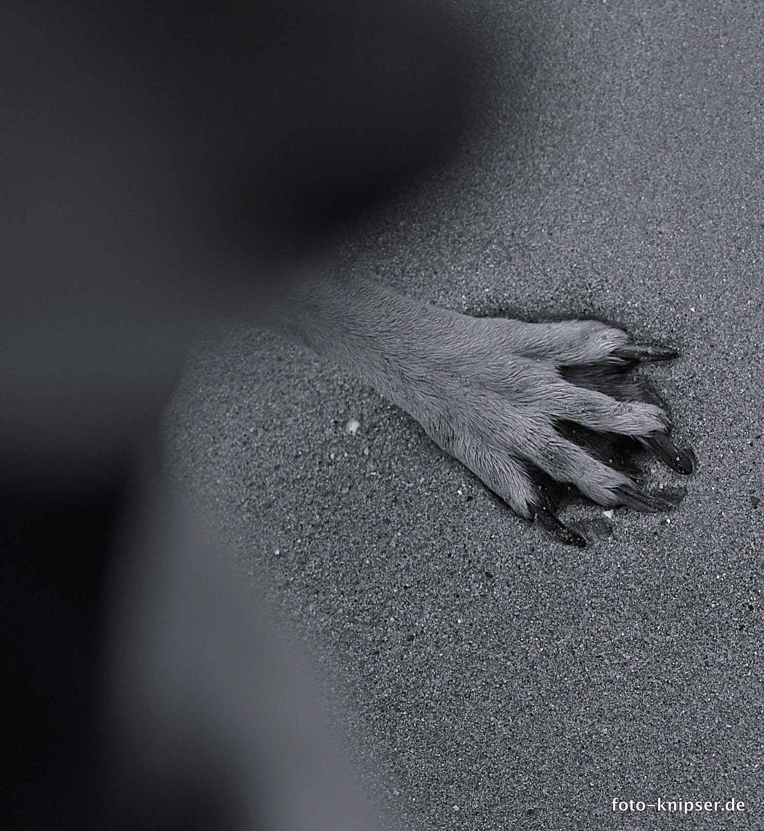 Kyo war am zweiten Tag nach der Ankunft sehr unsicher. Ständig springt sie bei Herrchen hoch und bettelt um Heimkehr ;-)