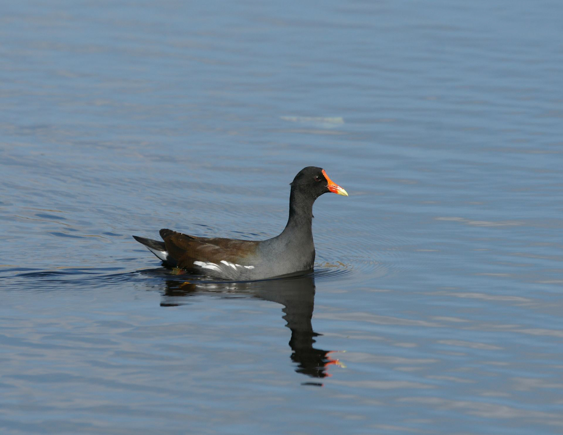 Common Moorhen - TX