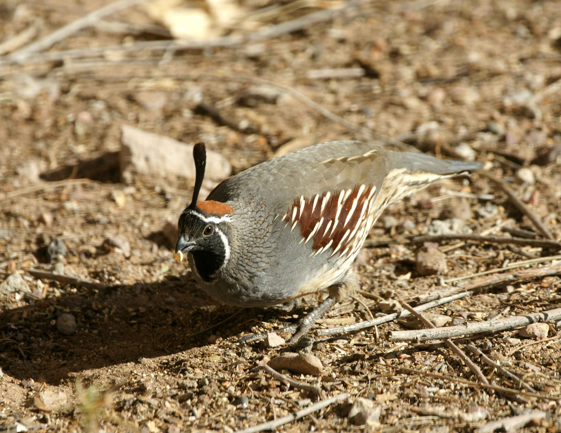 Gambel's Quail - NM