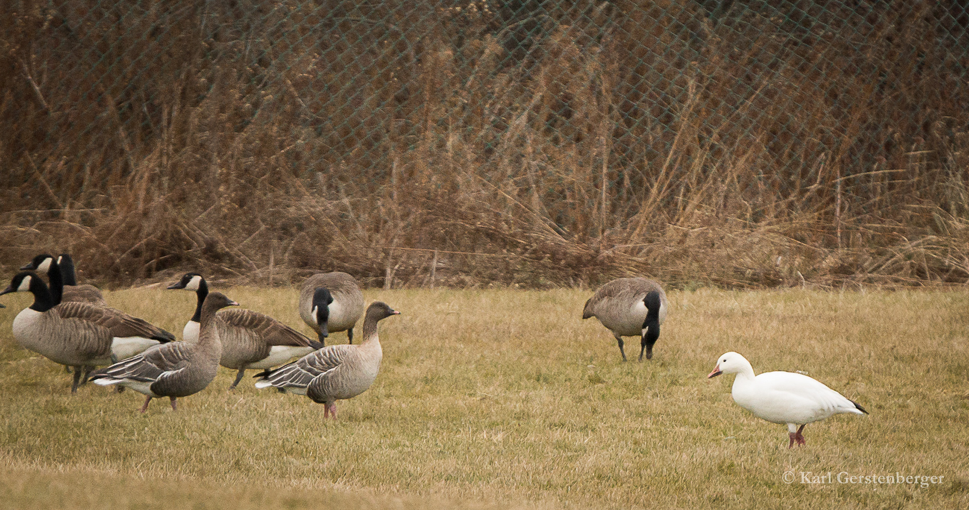 Snow, Pink-footed & Canada Geese - ME