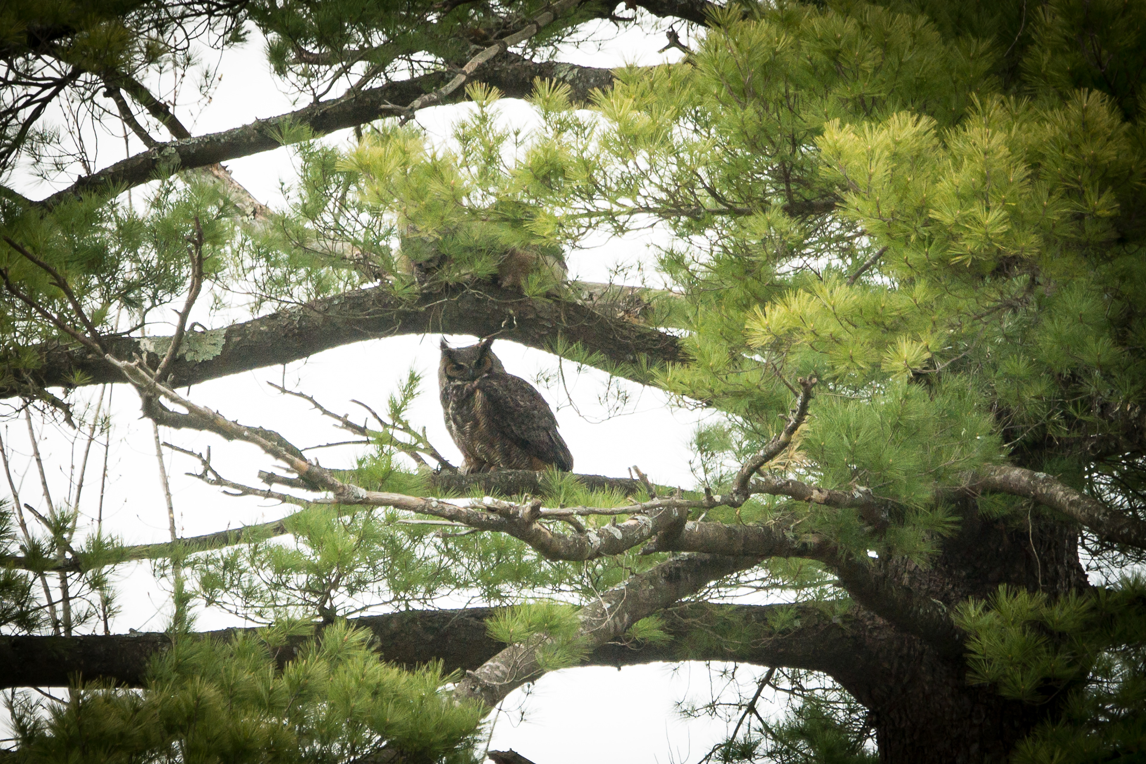 Great Horned Owl - ME