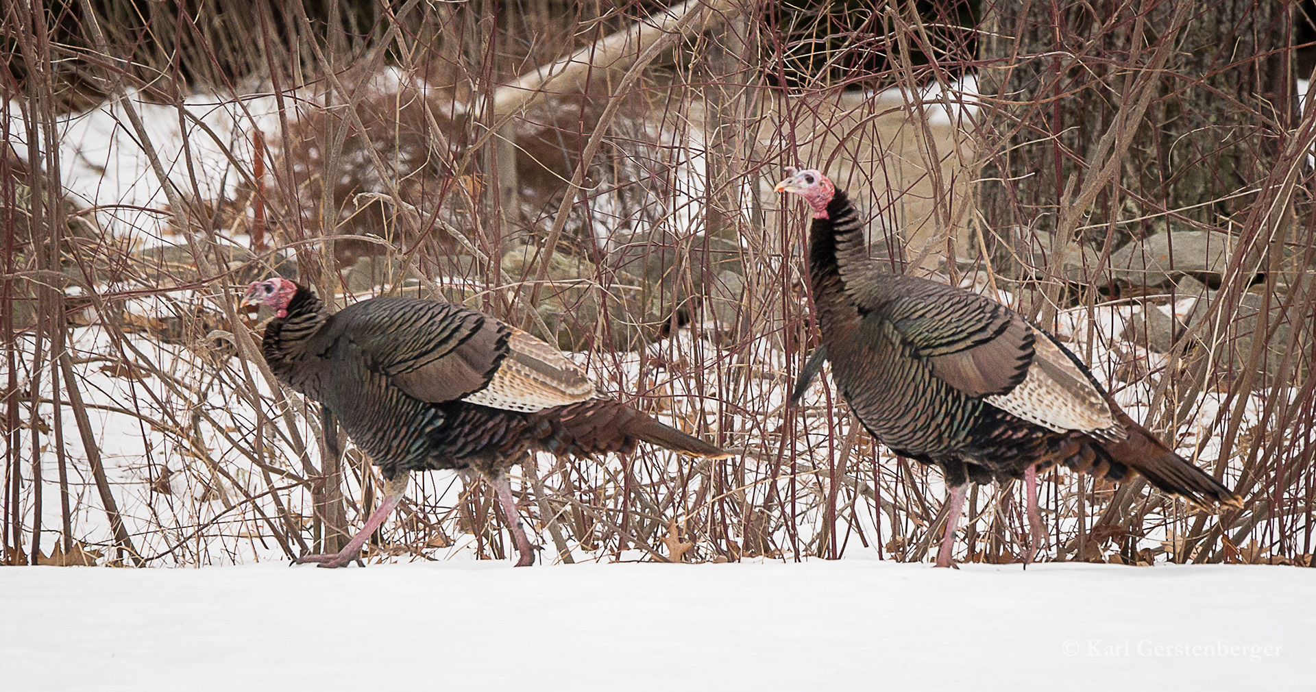 Wild Turkey - ME