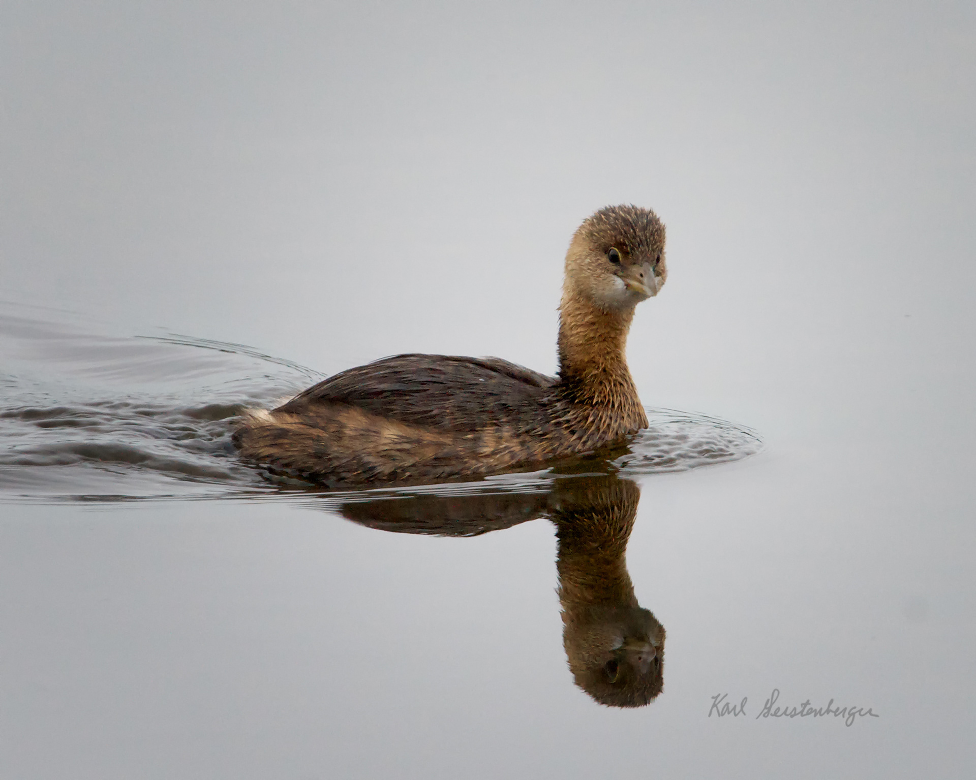 Pied-billed Grebe - FL