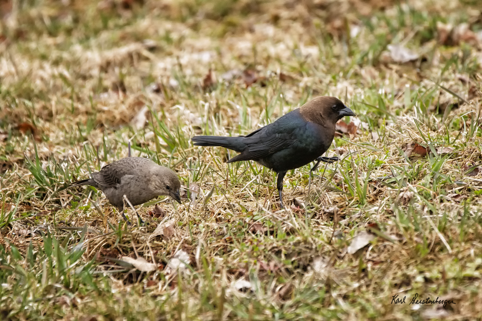 Brown-headed Cowbird - ME