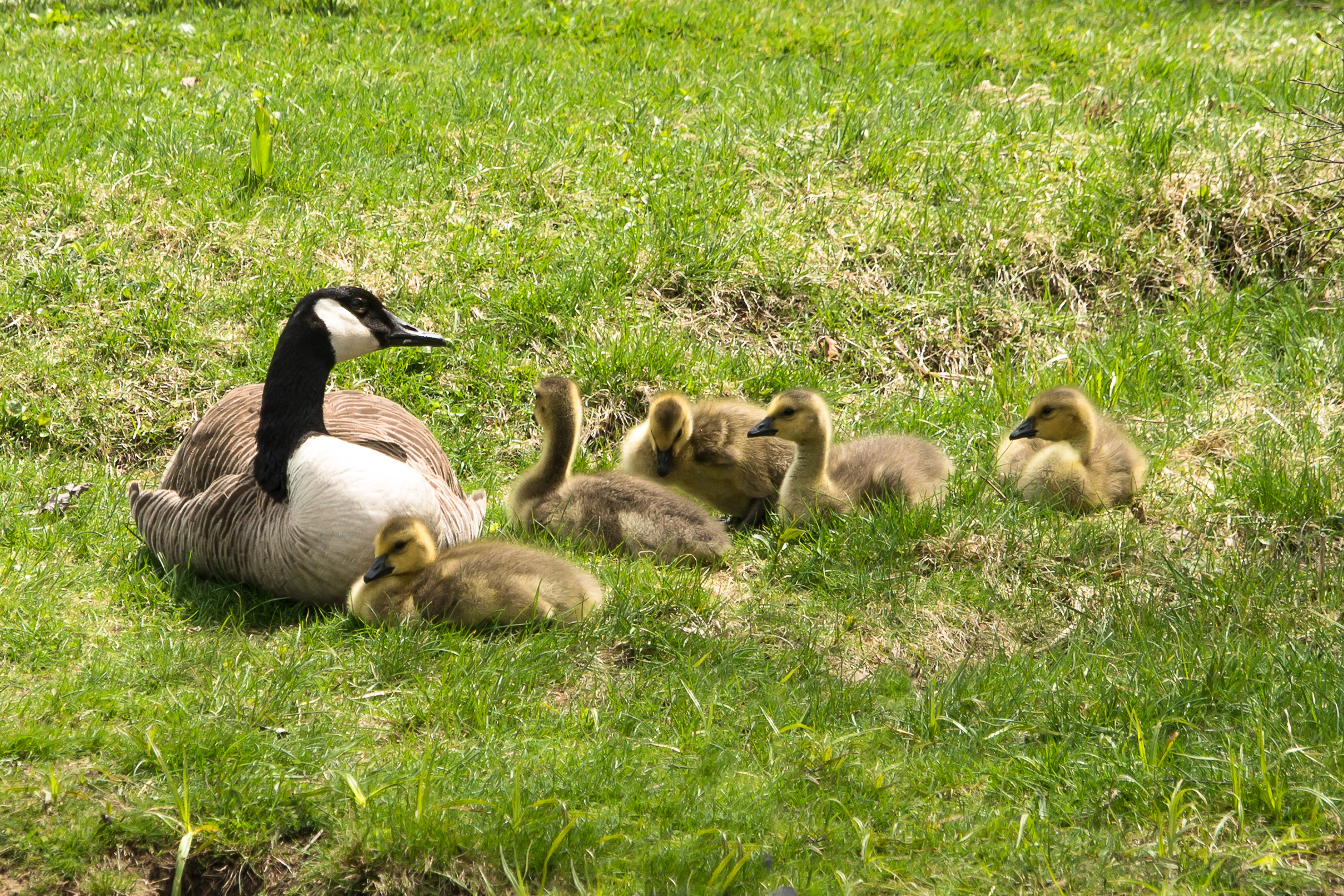 Canada Goose - ME