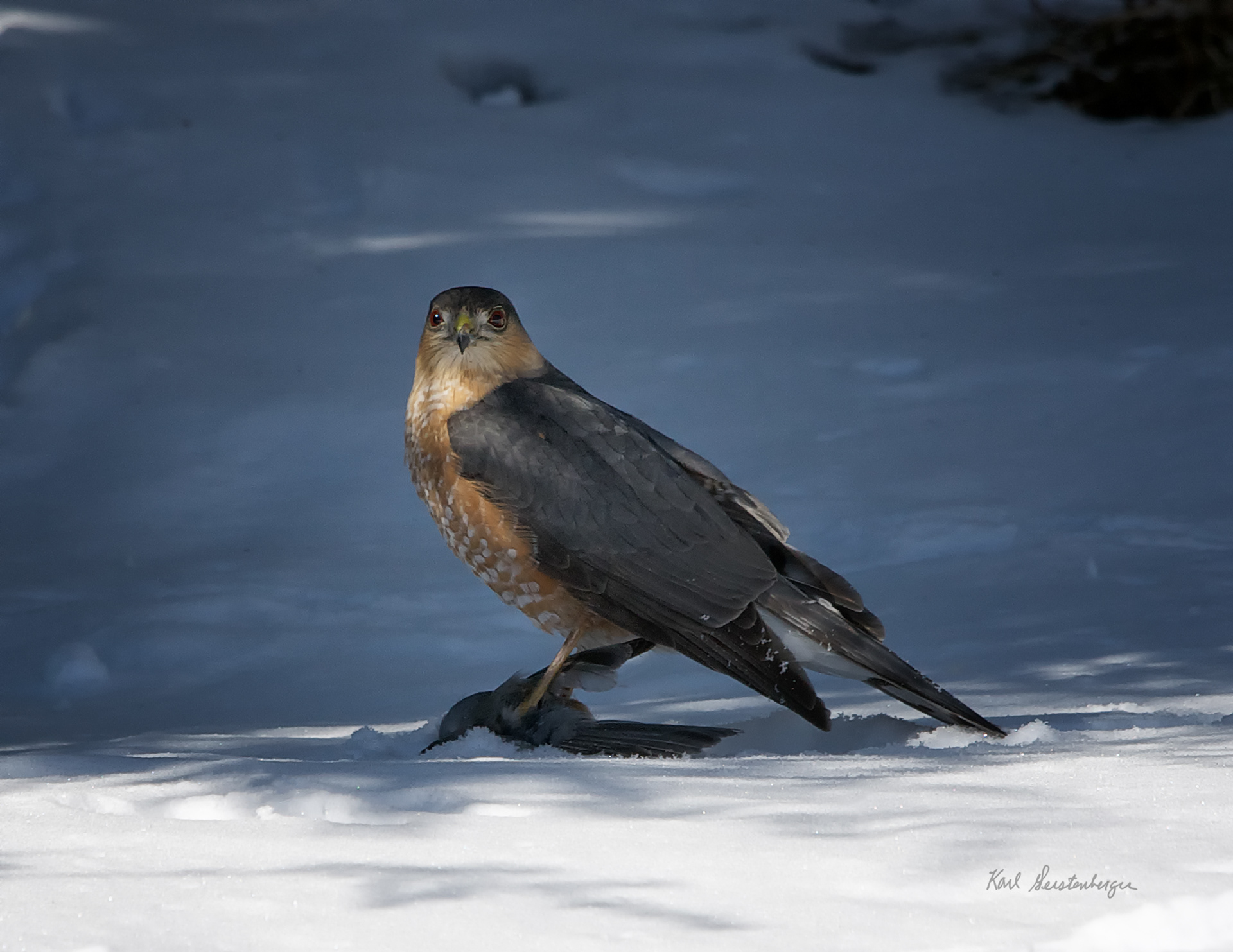 Sharp-shinned Hawk