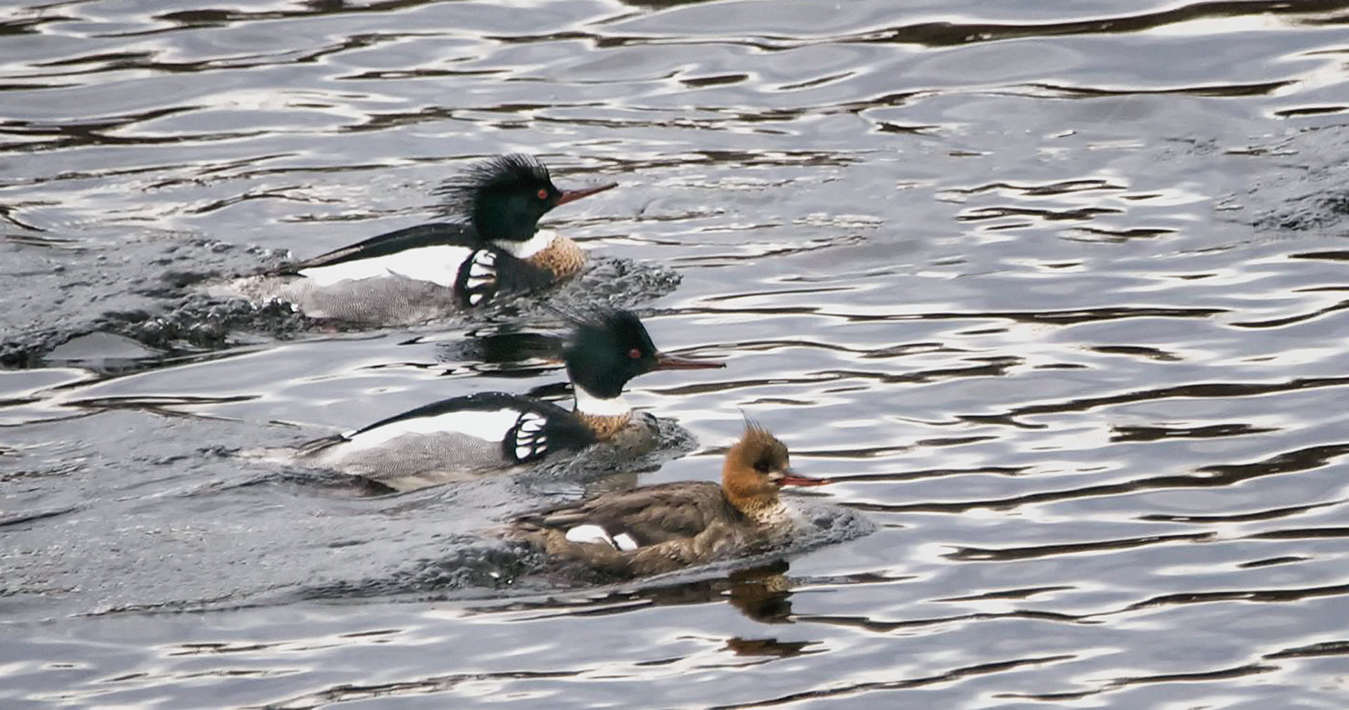 Red - breasted Merganser - ME