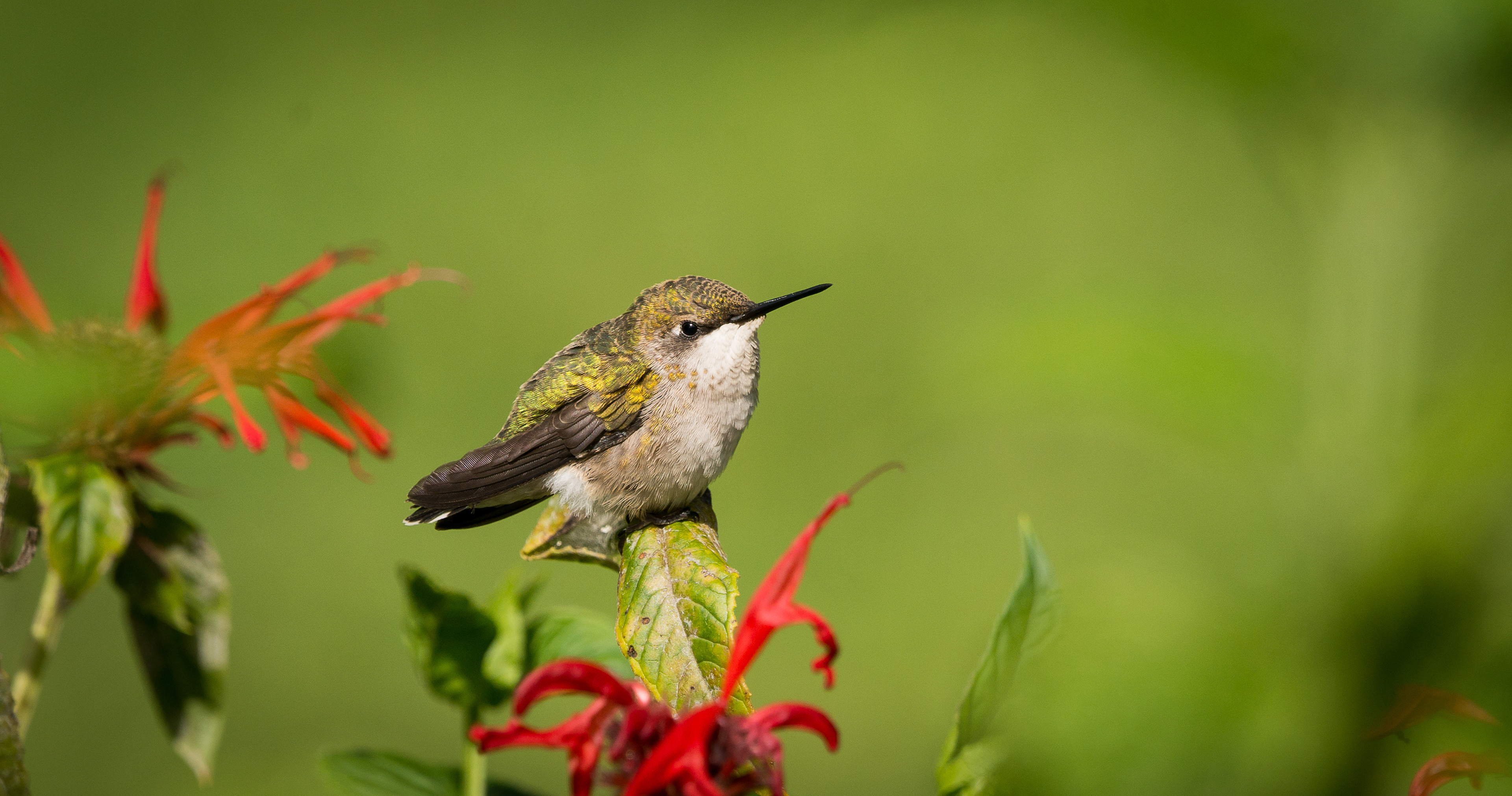 Ruby-throated Hummingbird - ME