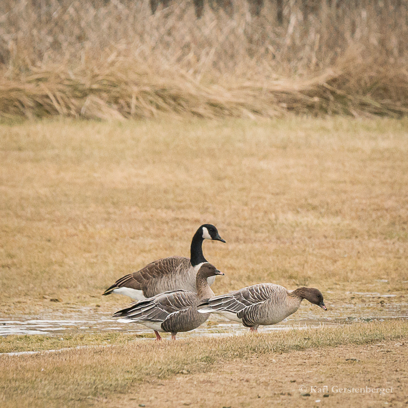 Pink-footed (pair) w Canada Goose - ME