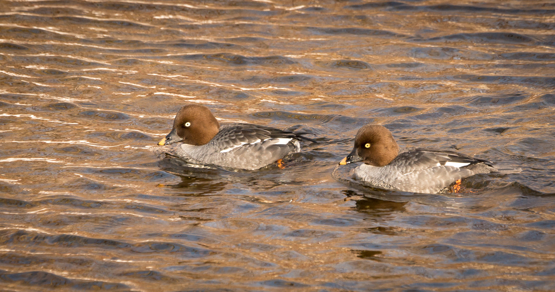 Common Goldeneye (f)