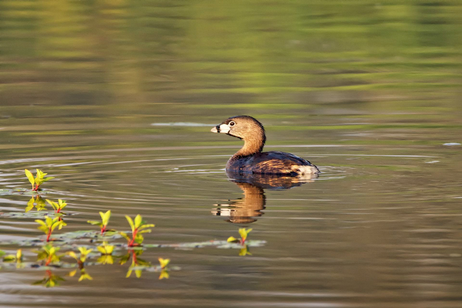 Pied-billed Grebe - TX