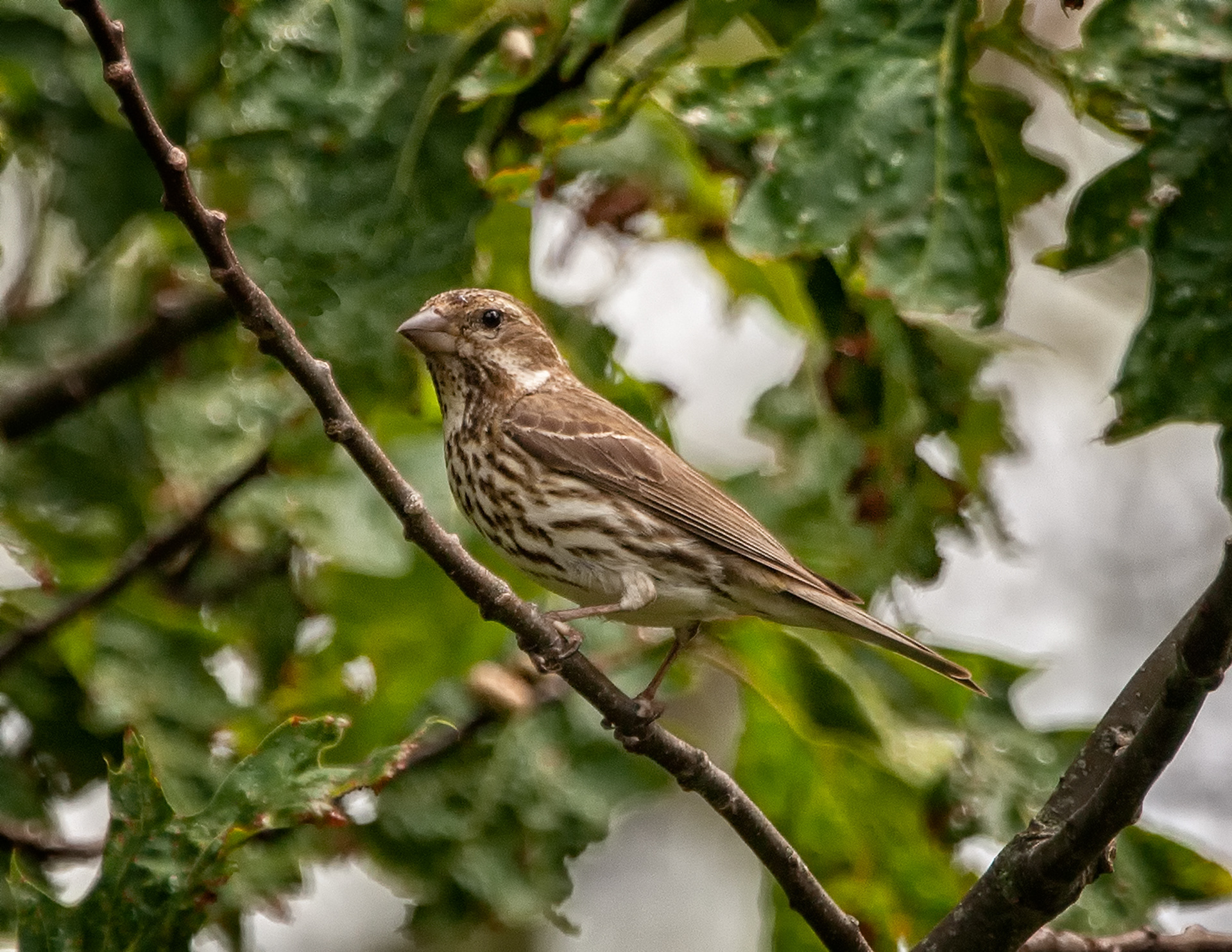House Finch (f ) - ME