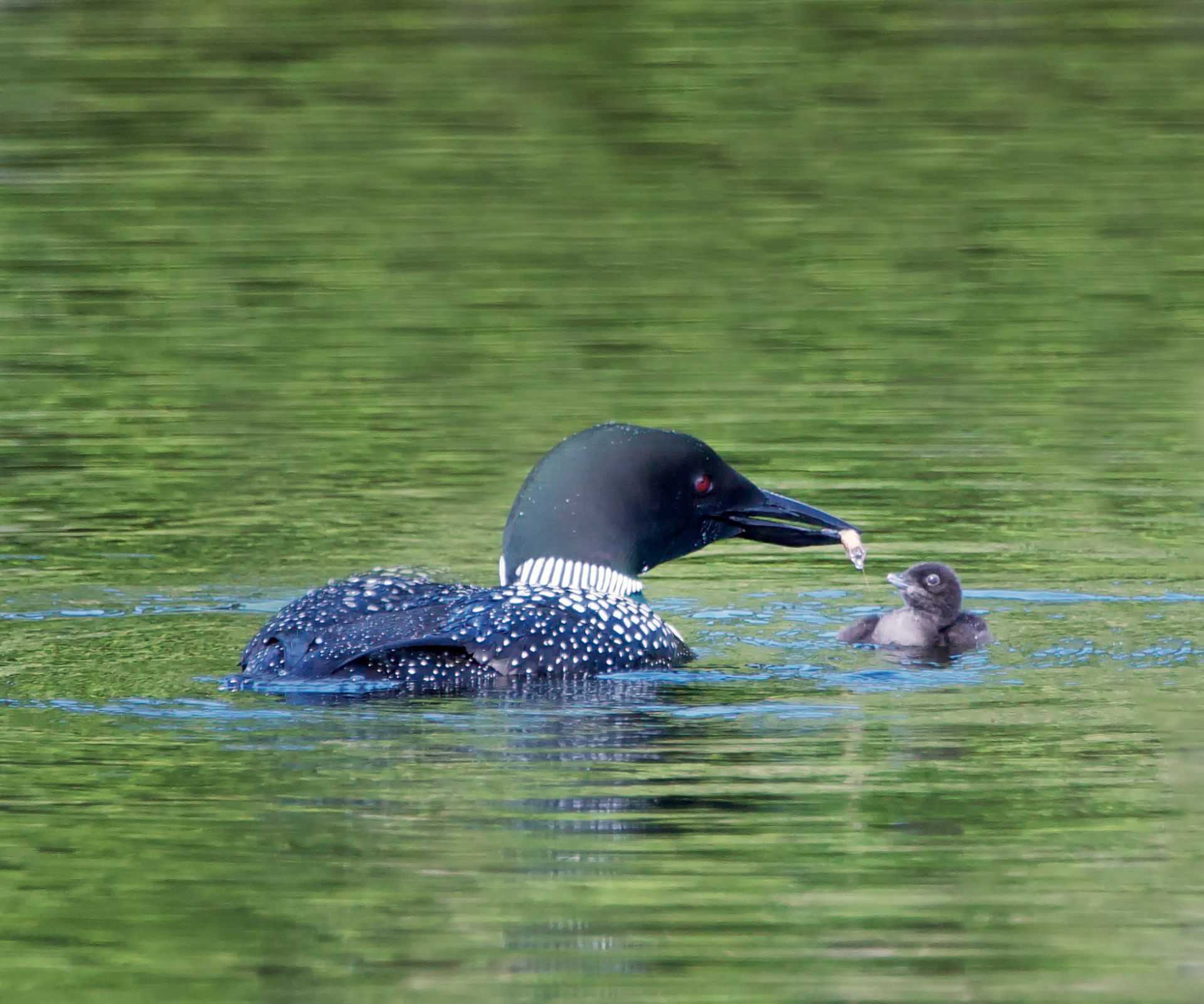 Common Loon - ME