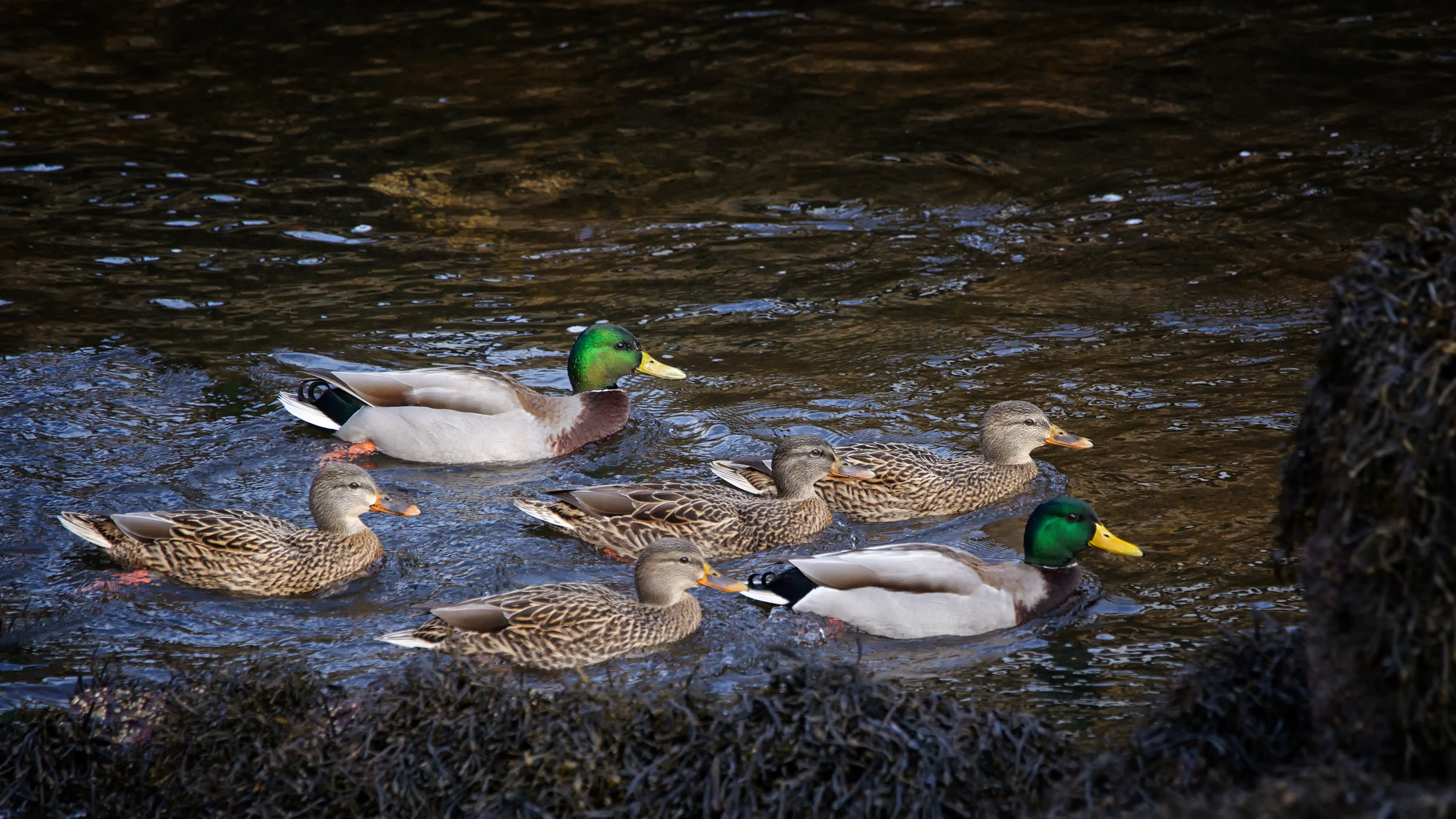 Mallard - ME