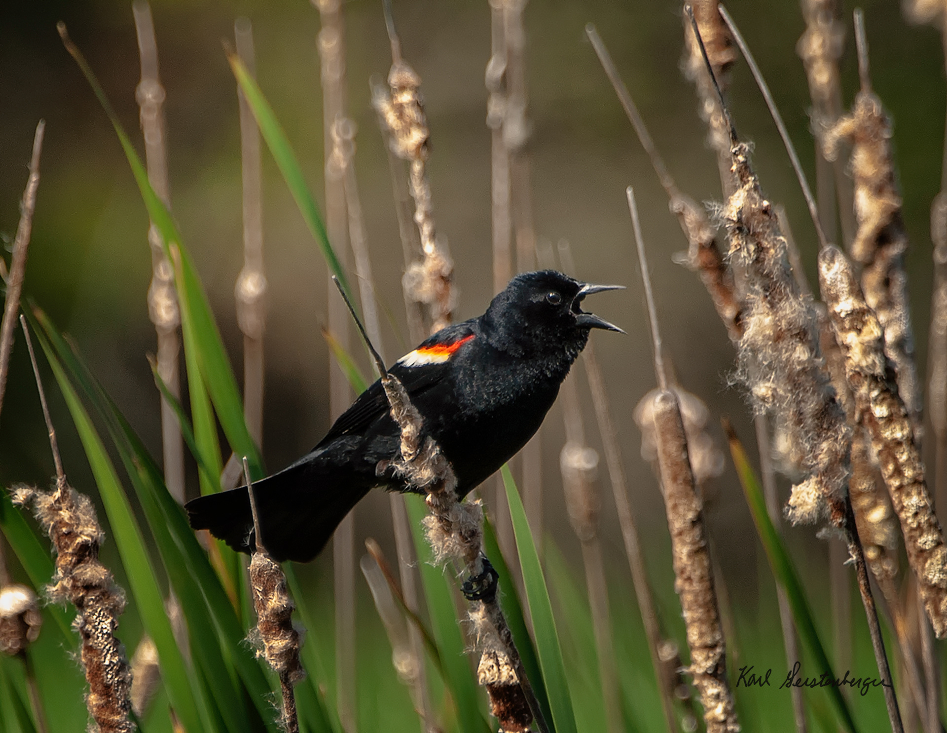 Red-winged Blackbird - ME