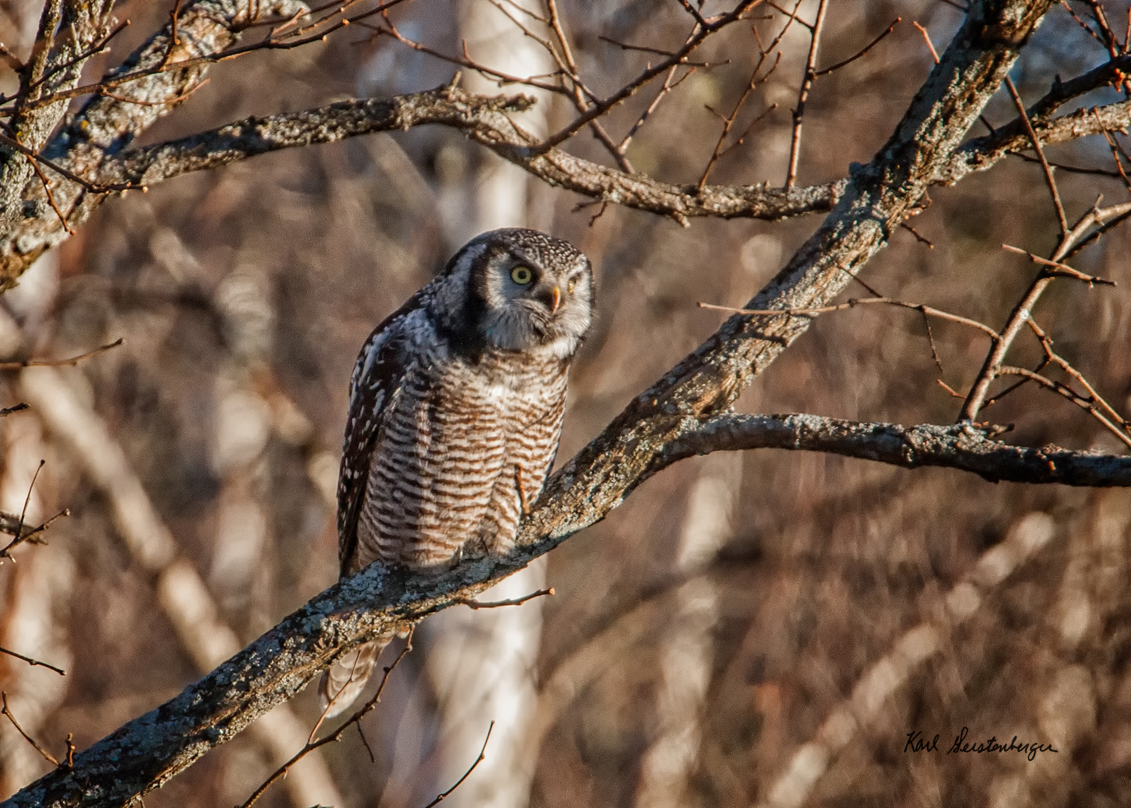 Northern Hawk Owl - ME