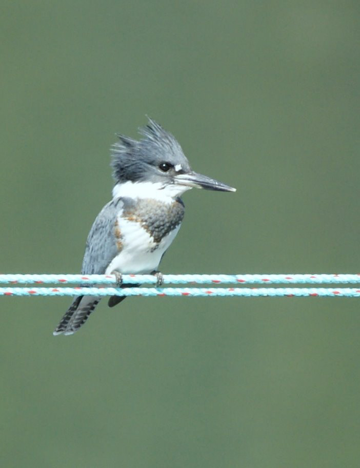 Belted Kingfisher _ New Brunswick,Canada