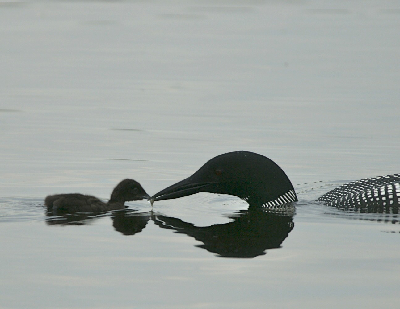 Common Loon - ME