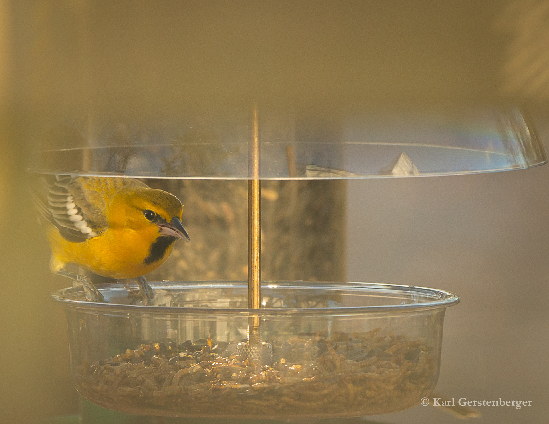 Bullock's Oriole - ME