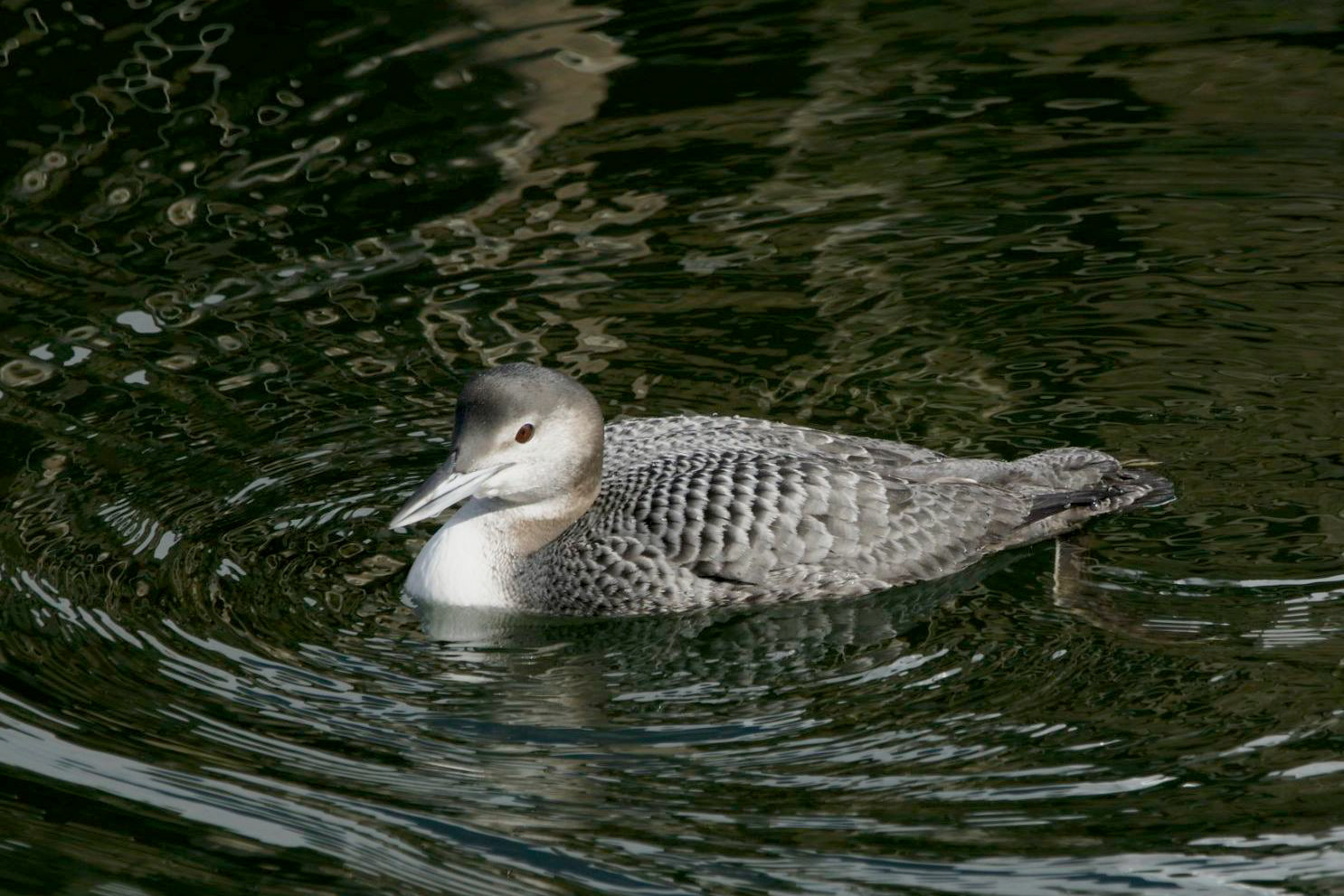 Common Loon - ME