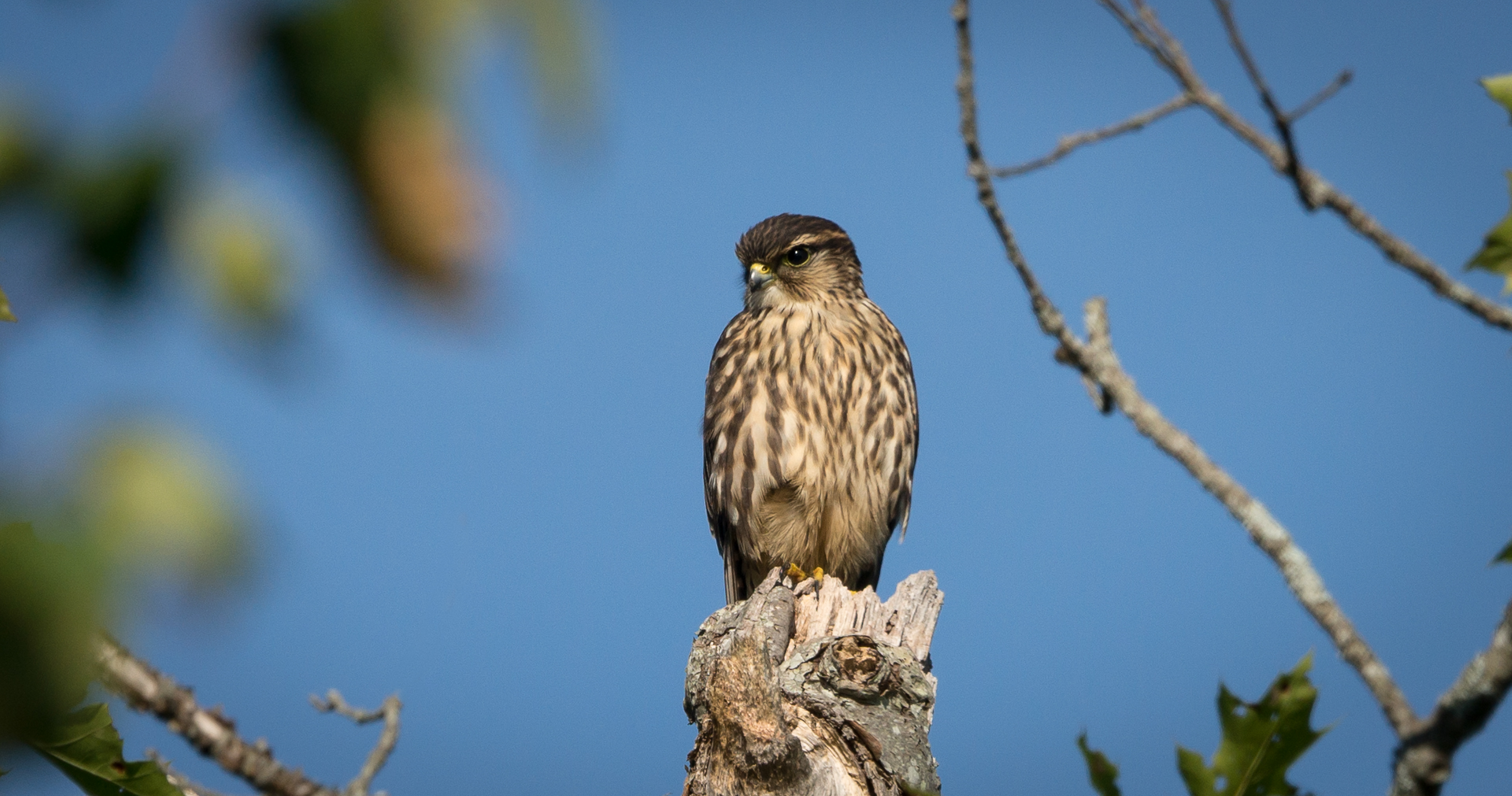 Merlin