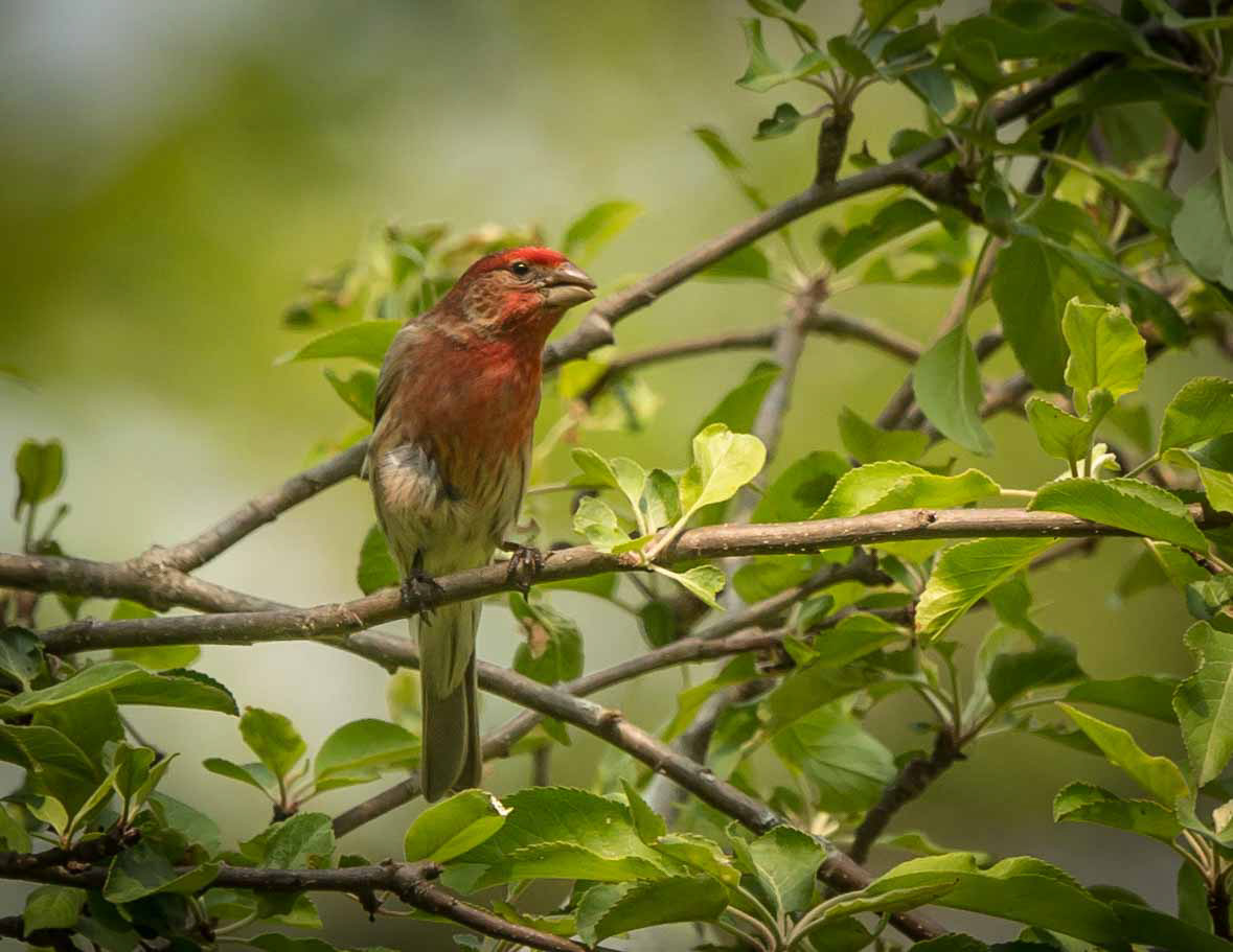 Purple Finch - ME