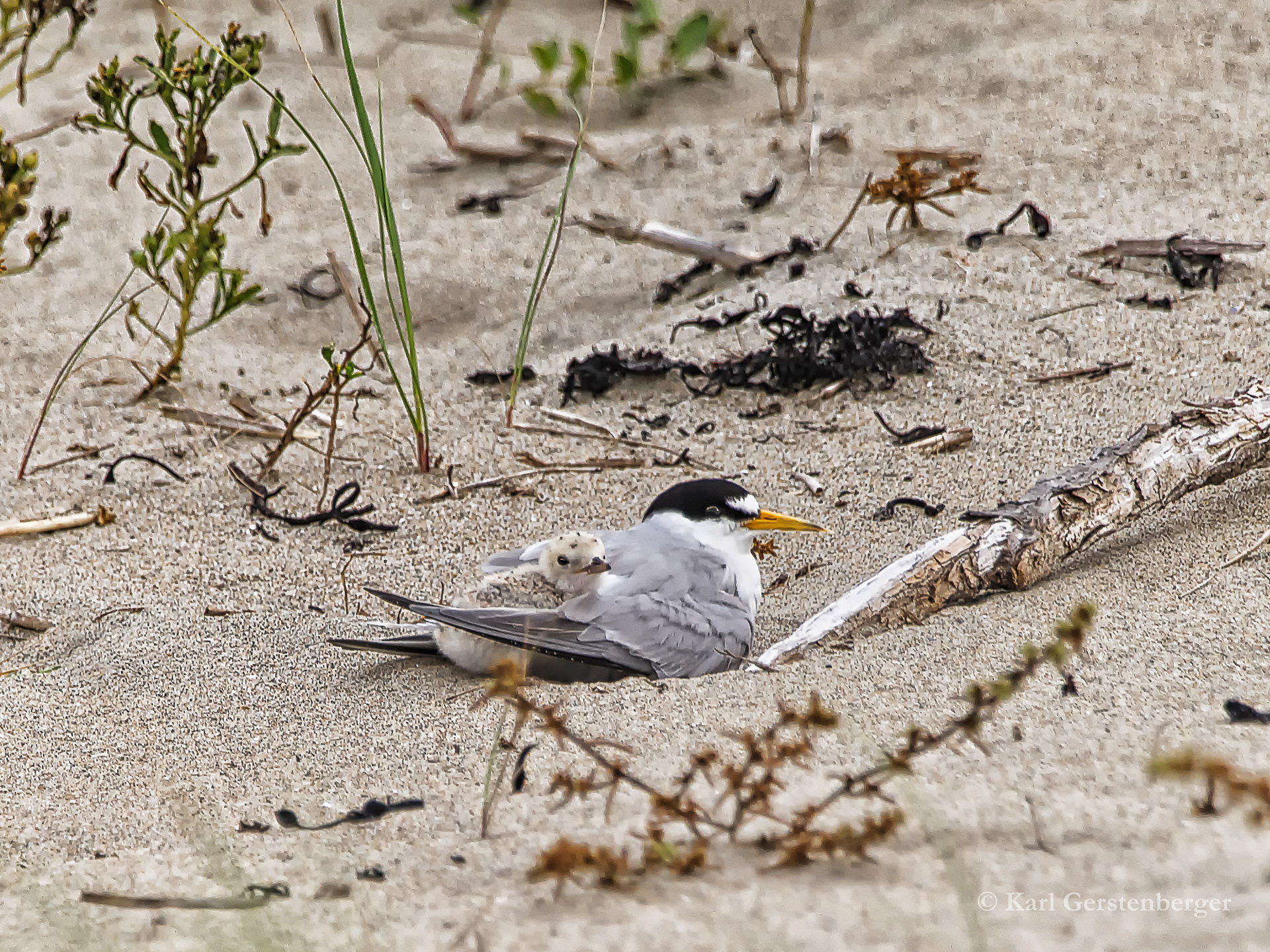 Least Tern 