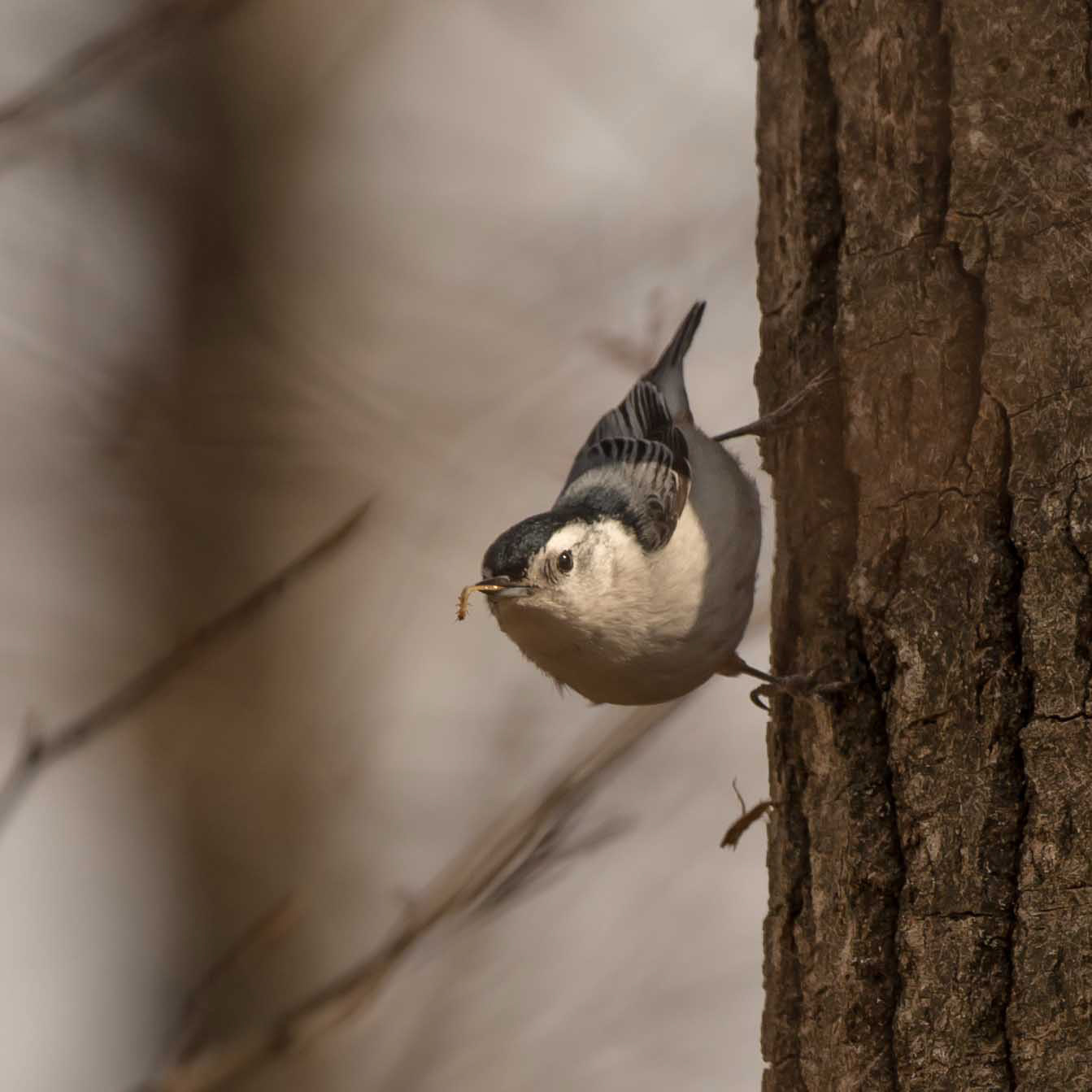 White breasted Nuthatch - ME