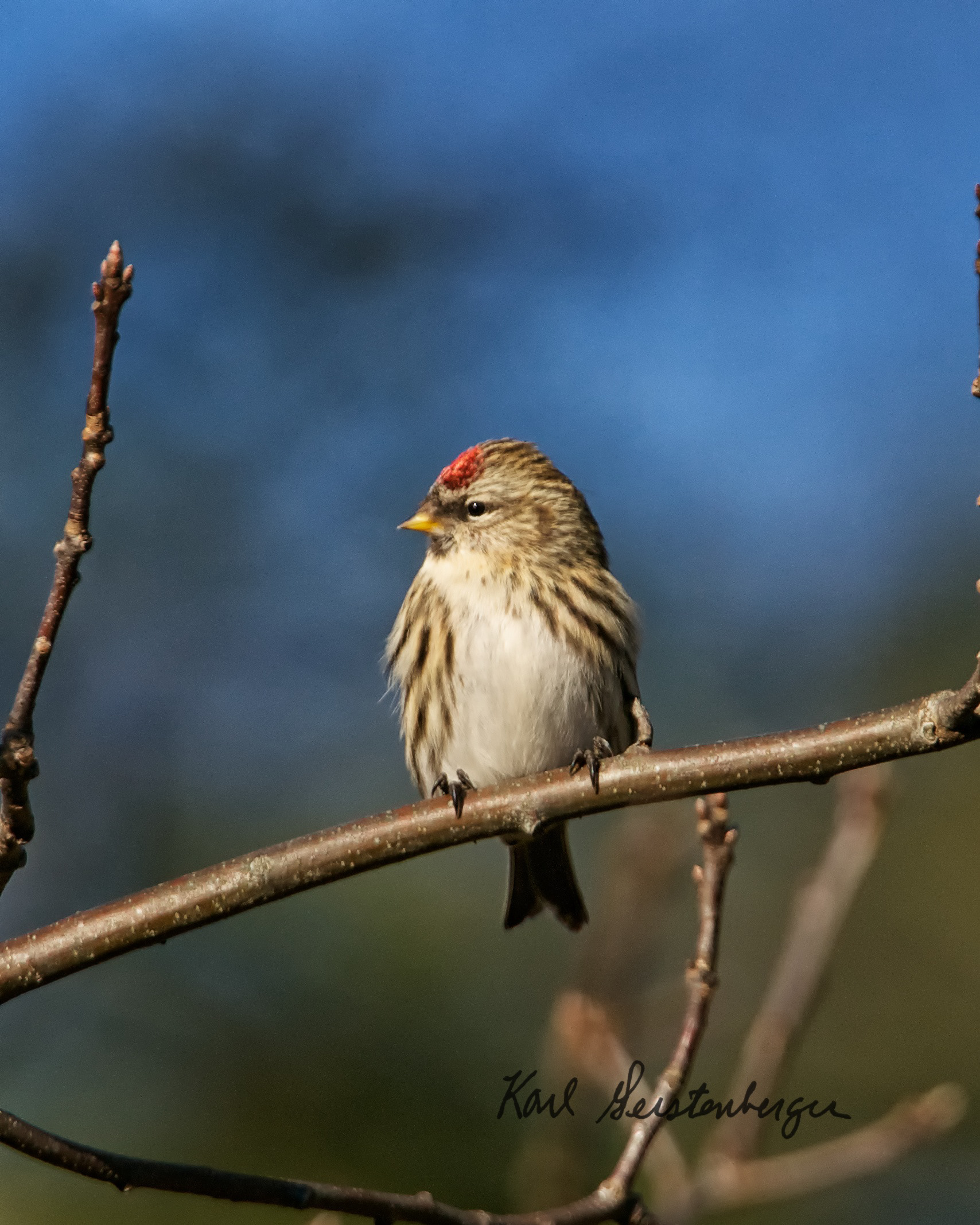 Common Redpoll - ME