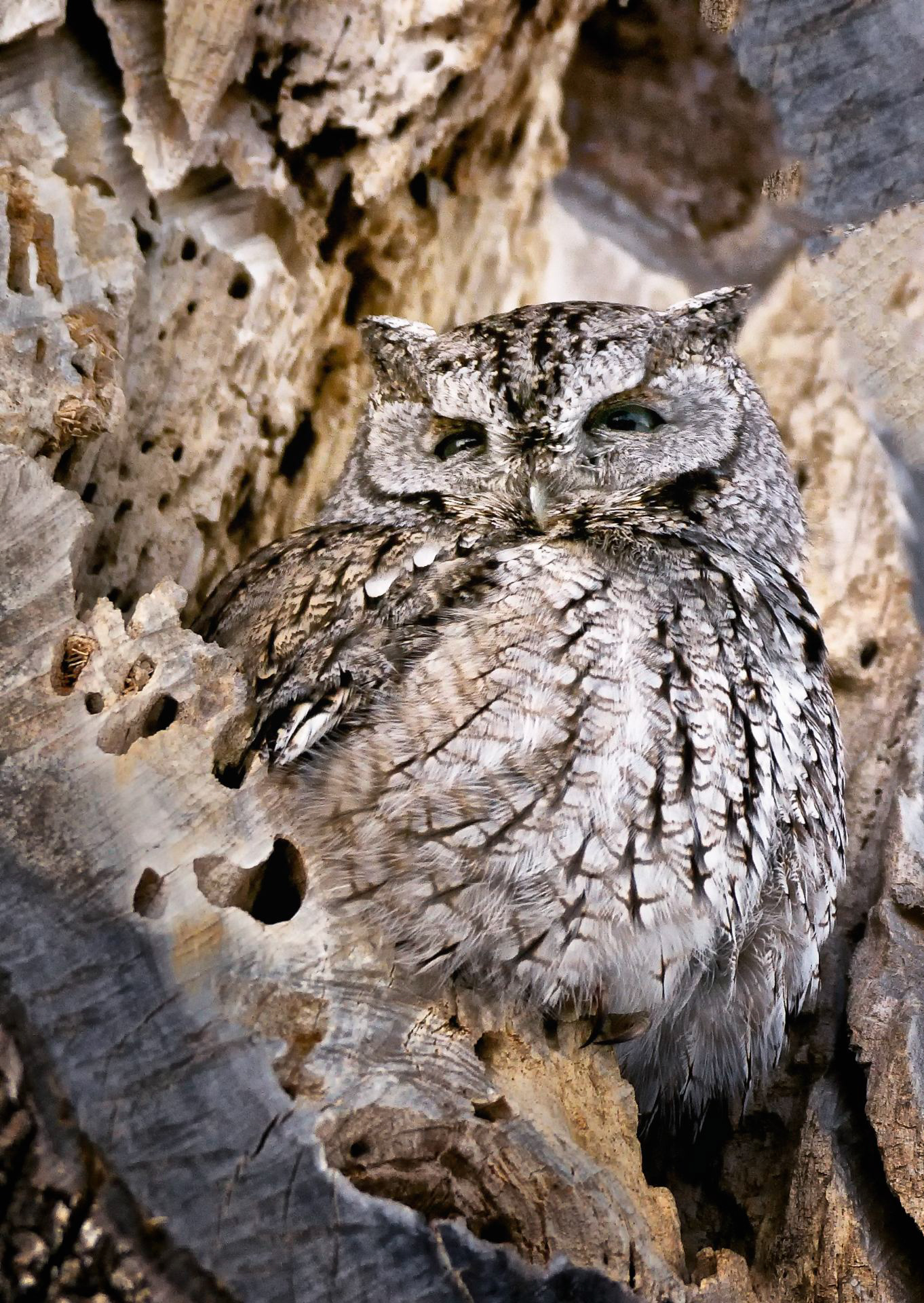 Eastern Screech Owl - MA