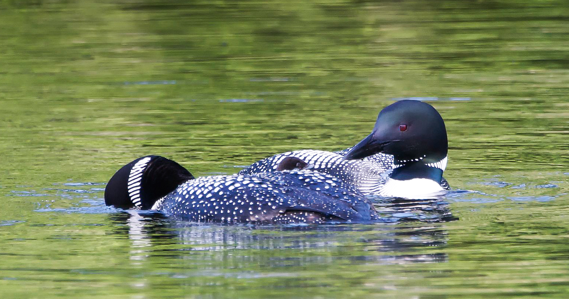 Common Loon - ME