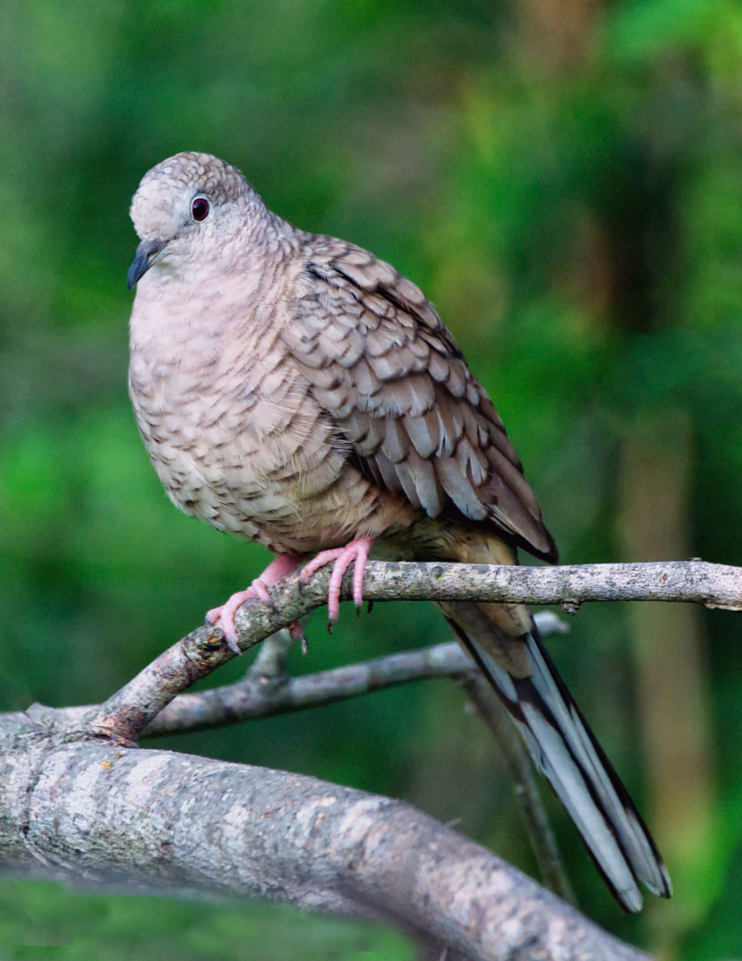 Inca Dove - TX