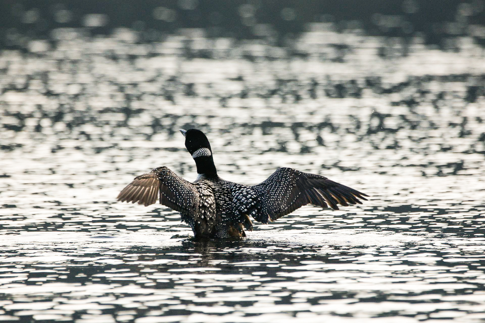 Common Loon - ME