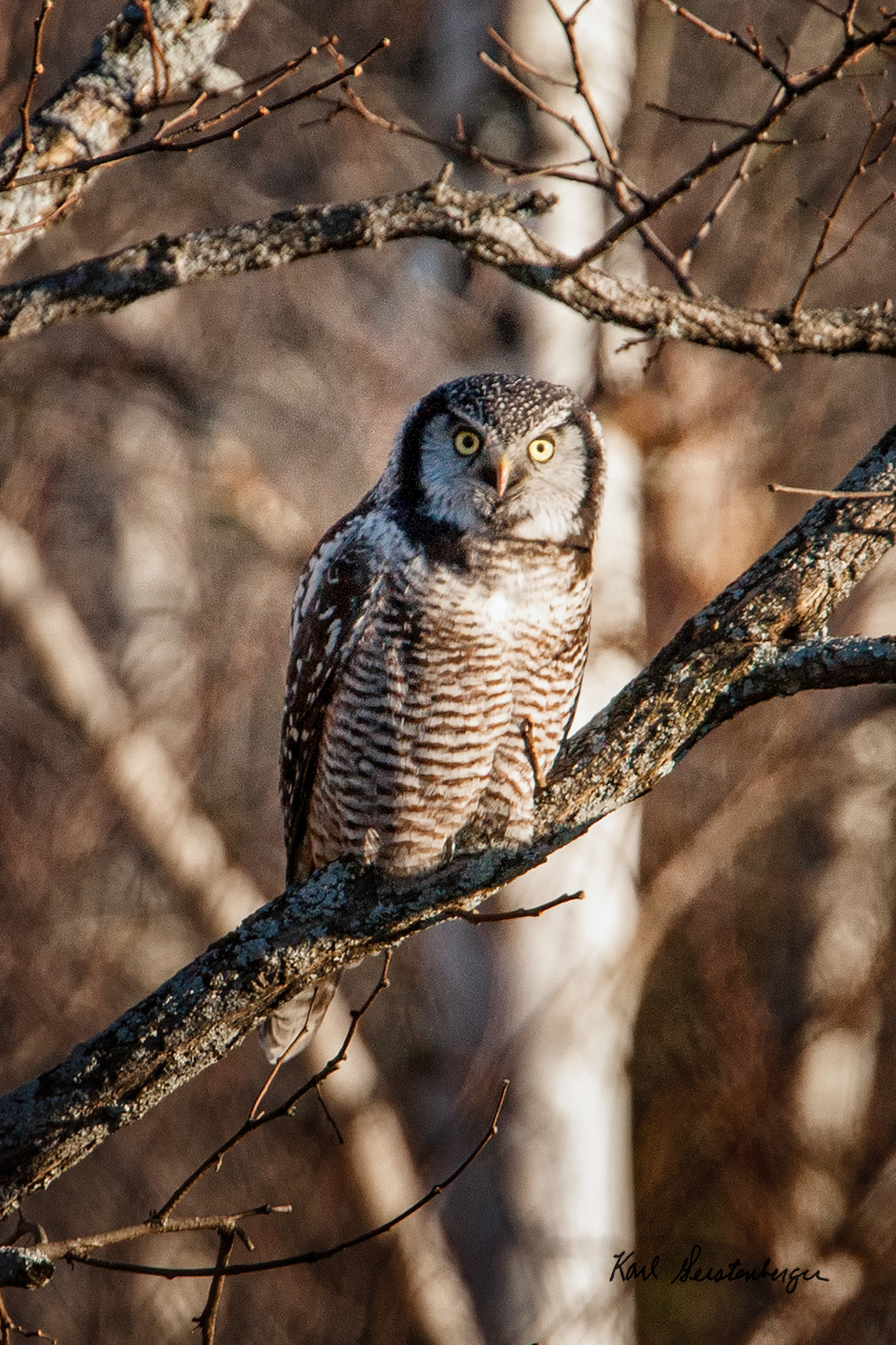 Northern Hawk Owl - ME