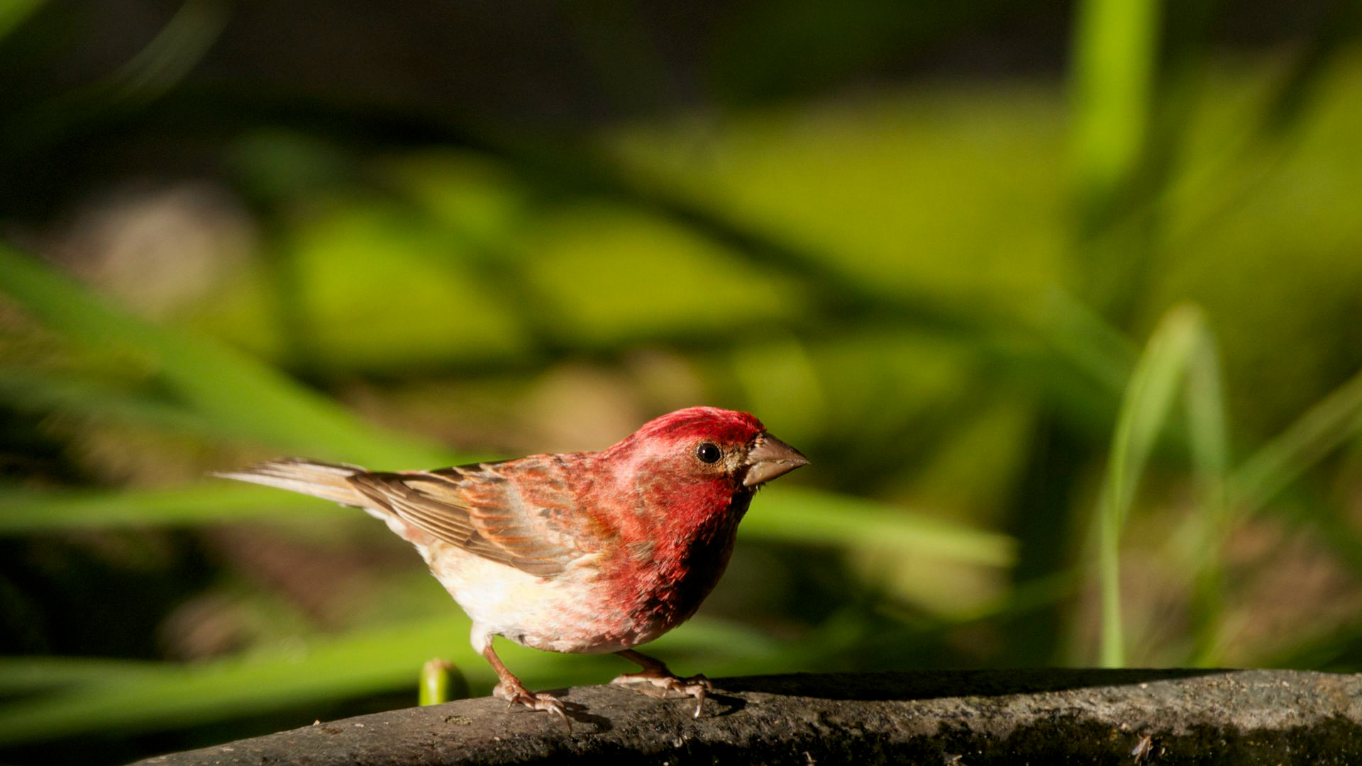Purple Finch - ME