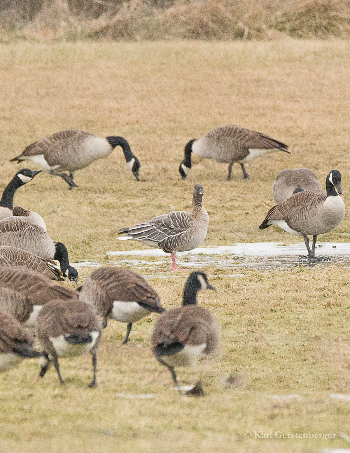 Pink footed Goose w Canadas - ME